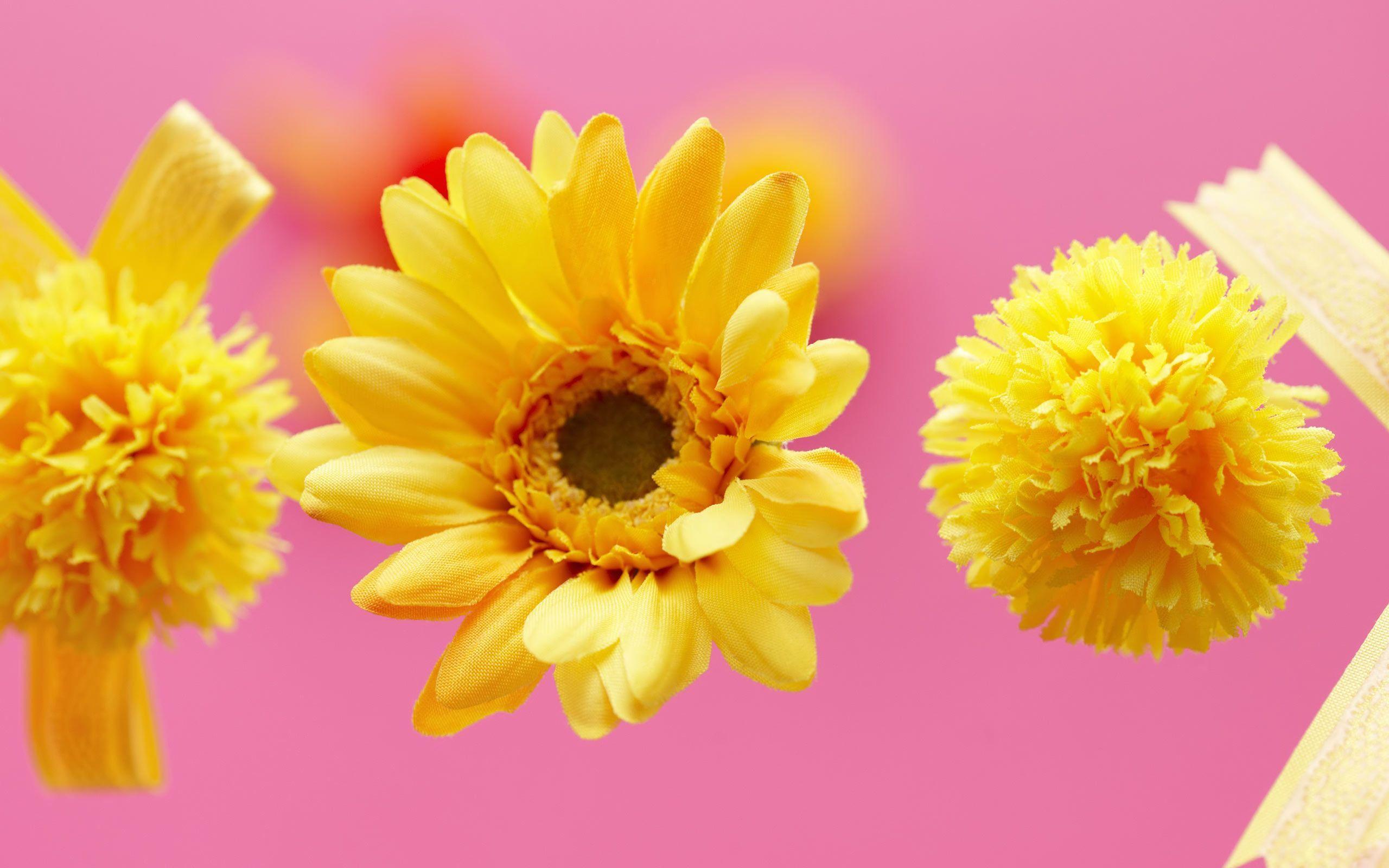 Gerbere colorate su rosa, 2400x1600 Hi-Res, PC