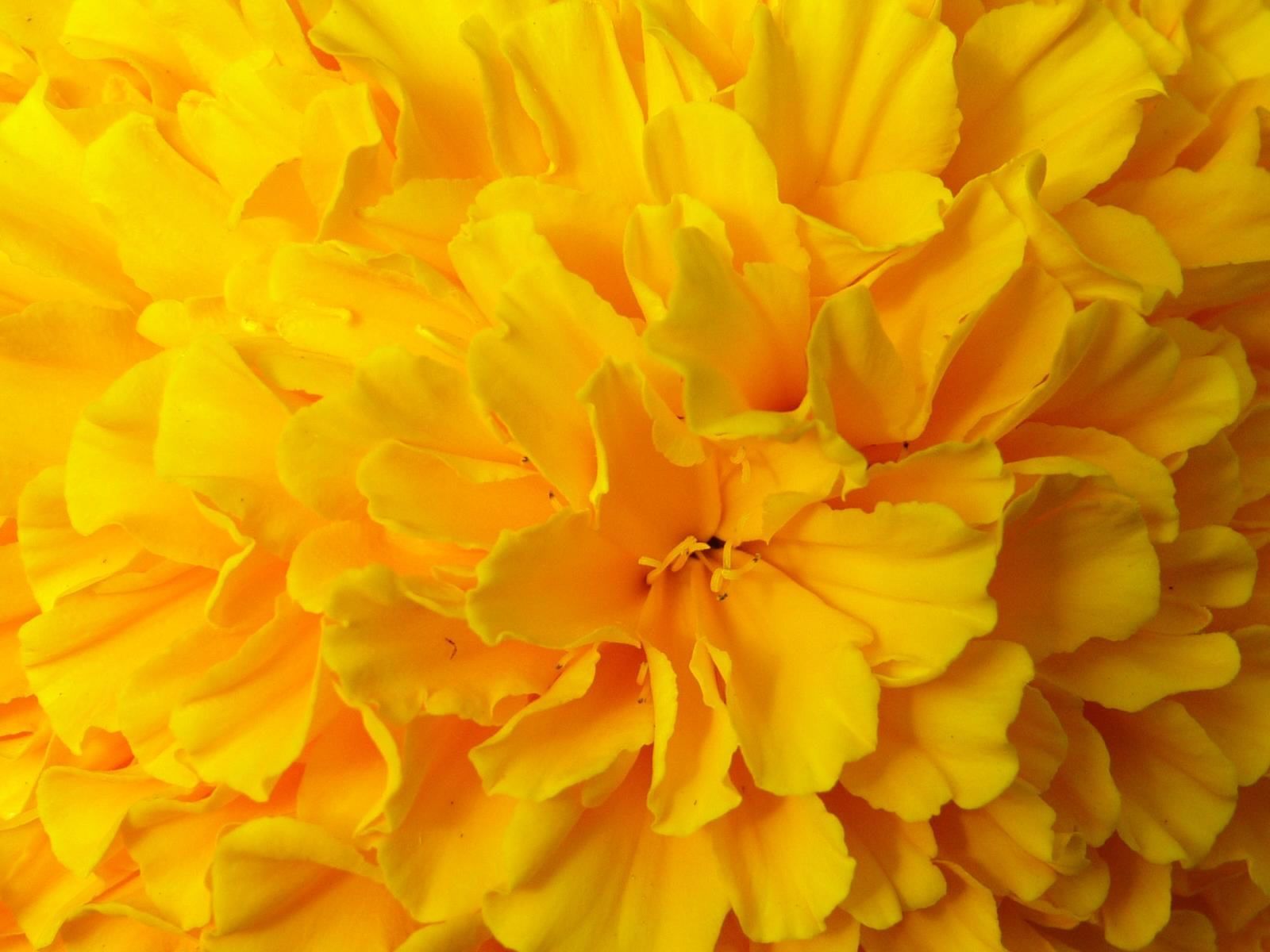 Fiore giallo tagete macro, 1600x1200 HD, Desktop