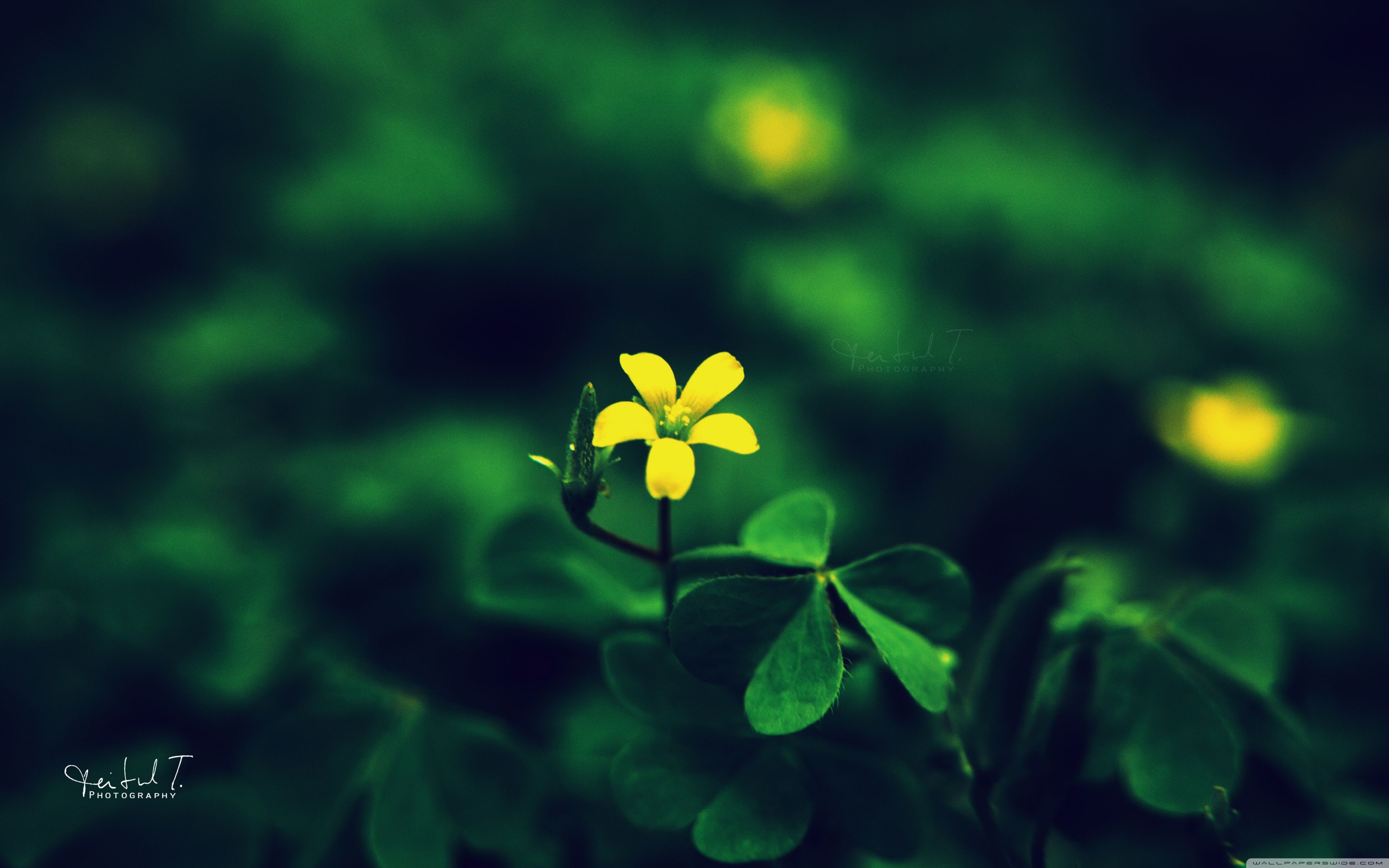 Fiore giallo su sfondo verde, 3840x2400 UHD, Monitor Gaming
