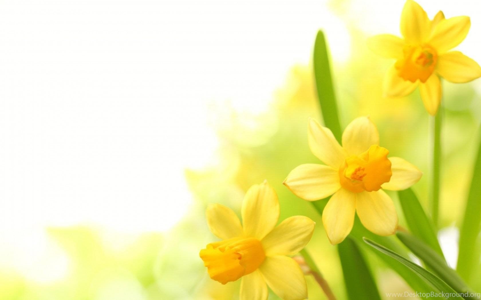 Fiori gialli di narciso, 1680x1050 HD Ready, PC Desktop