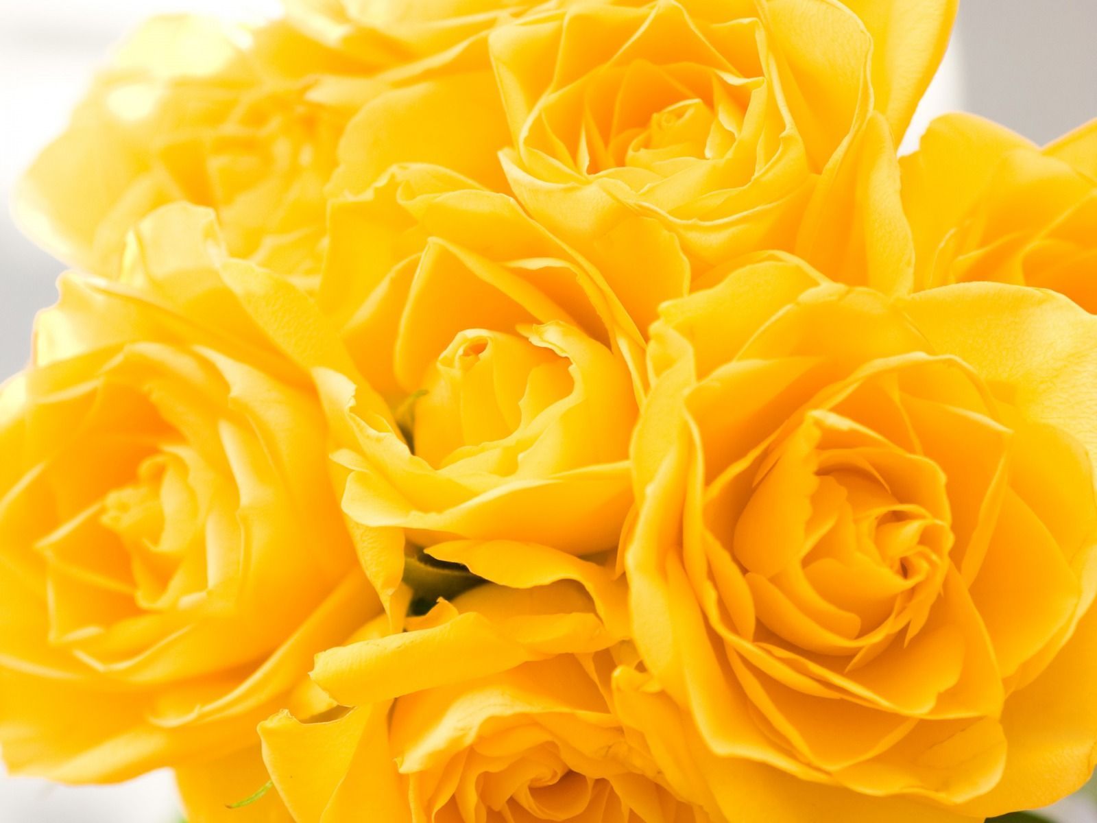 Bouquet di rose gialle, 1600x1200 900p, Desktop