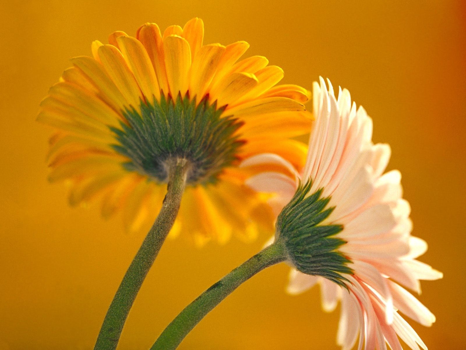 Fiori gerbera gialli e bianchi, 1600x1200 HD Ready, Monitor Gaming