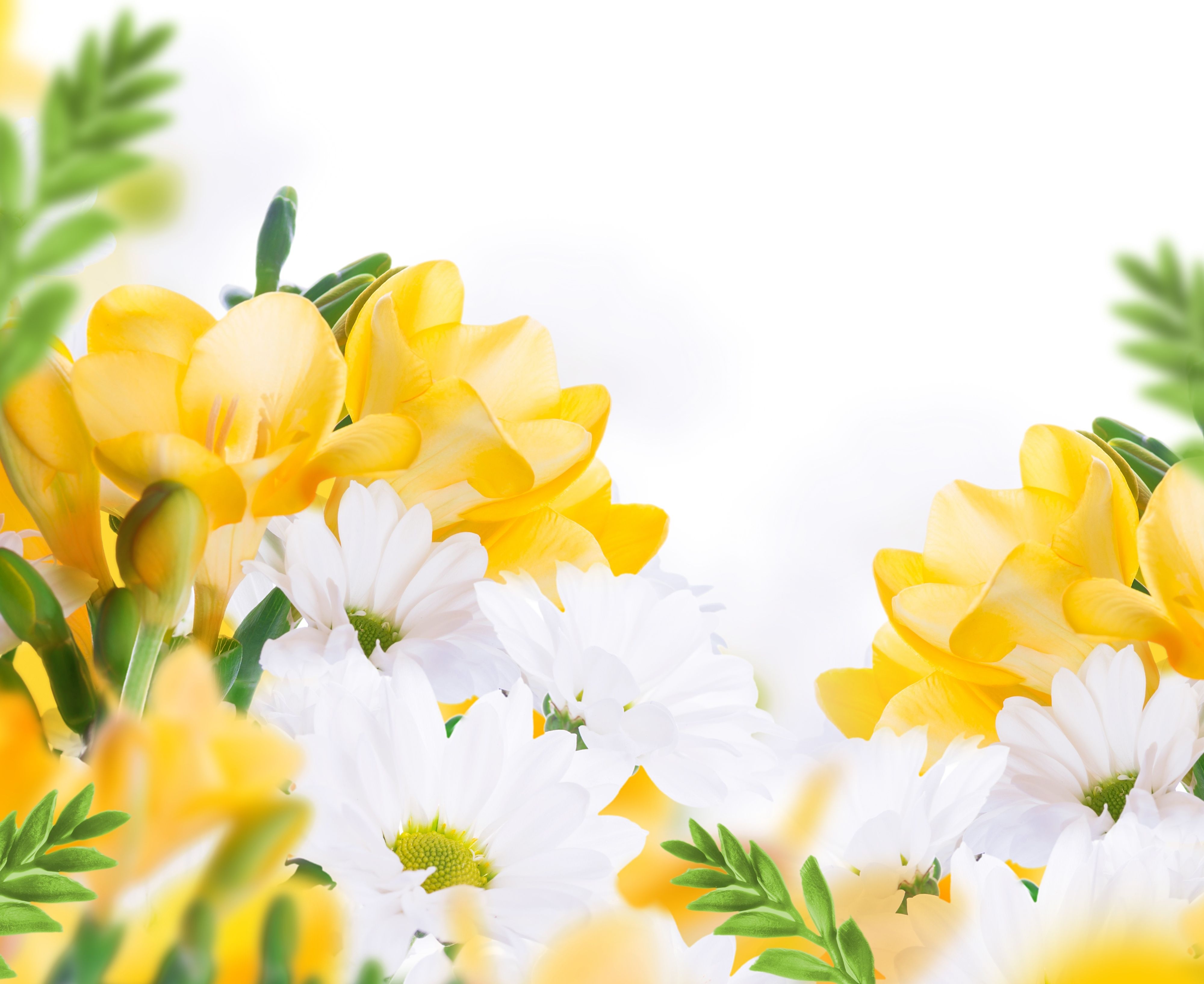 Fiori gialli e bianchi, 4000x3272 4K, PC Desktop