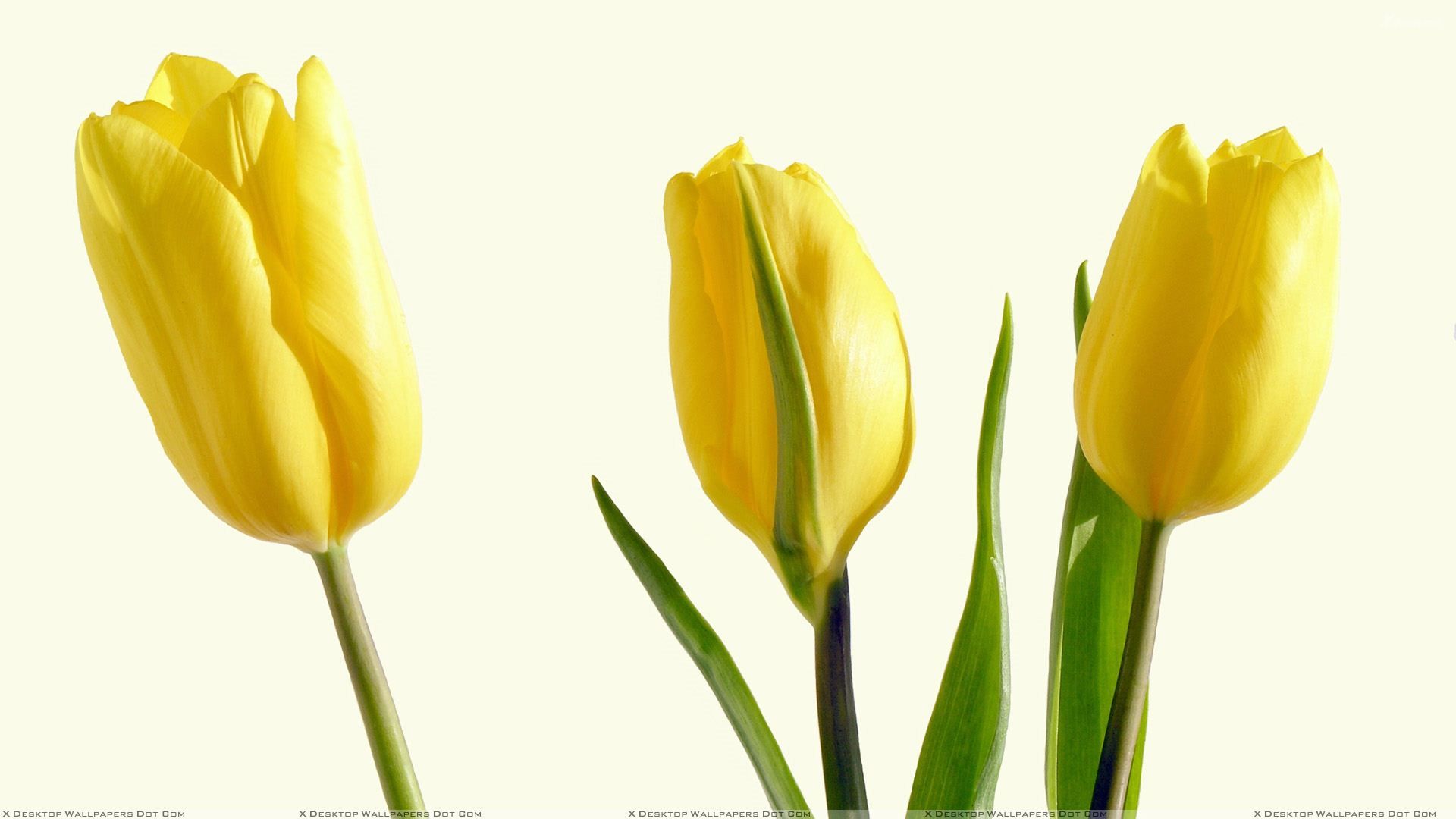 Tre tulipani gialli sfondo bianco, 1920x1080 1080p, PC