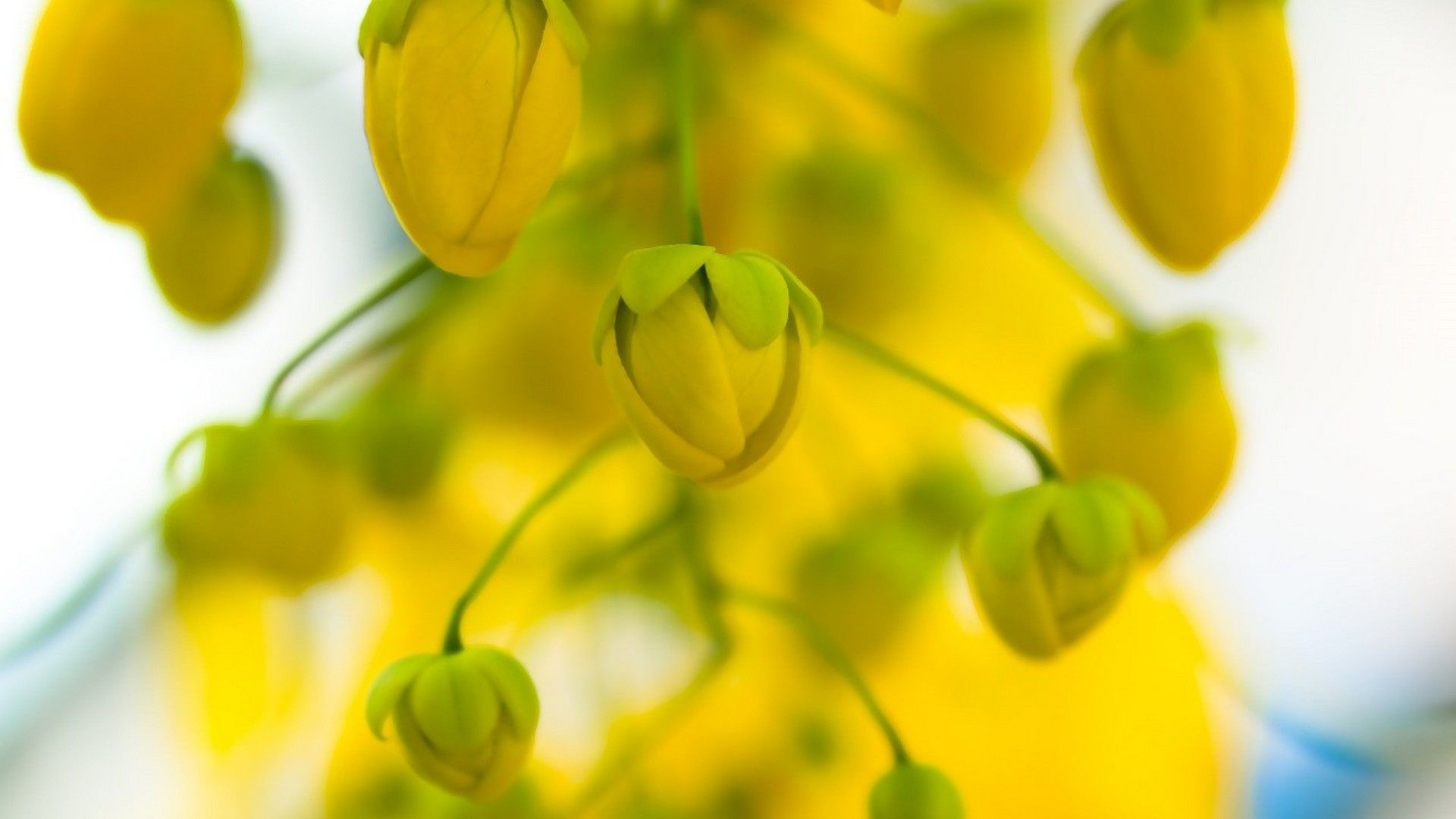 Fiori gialli sfocati, 1600x900 HD, Desktop