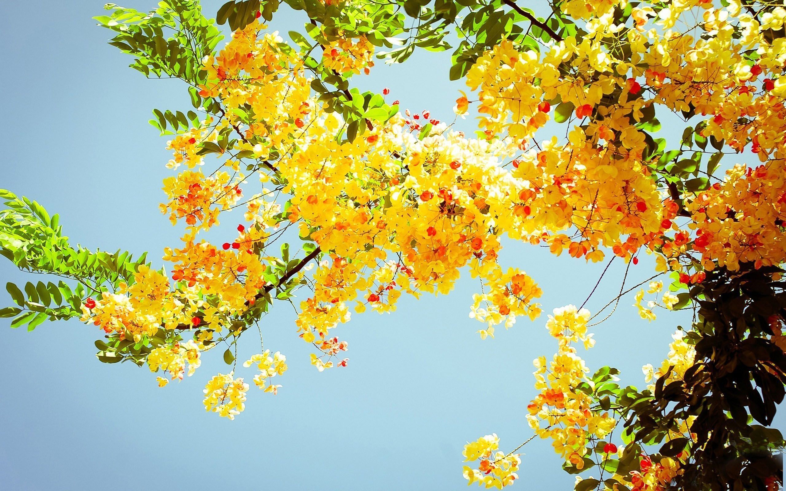Fiori gialli su albero, 2560x1600 2K+, PC