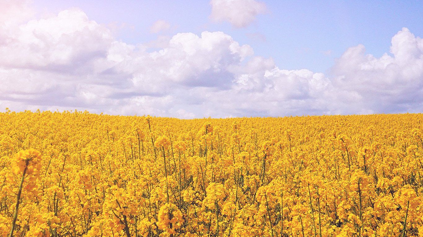 Fiore giallo e rosso, 1600x1200 HD, PC
