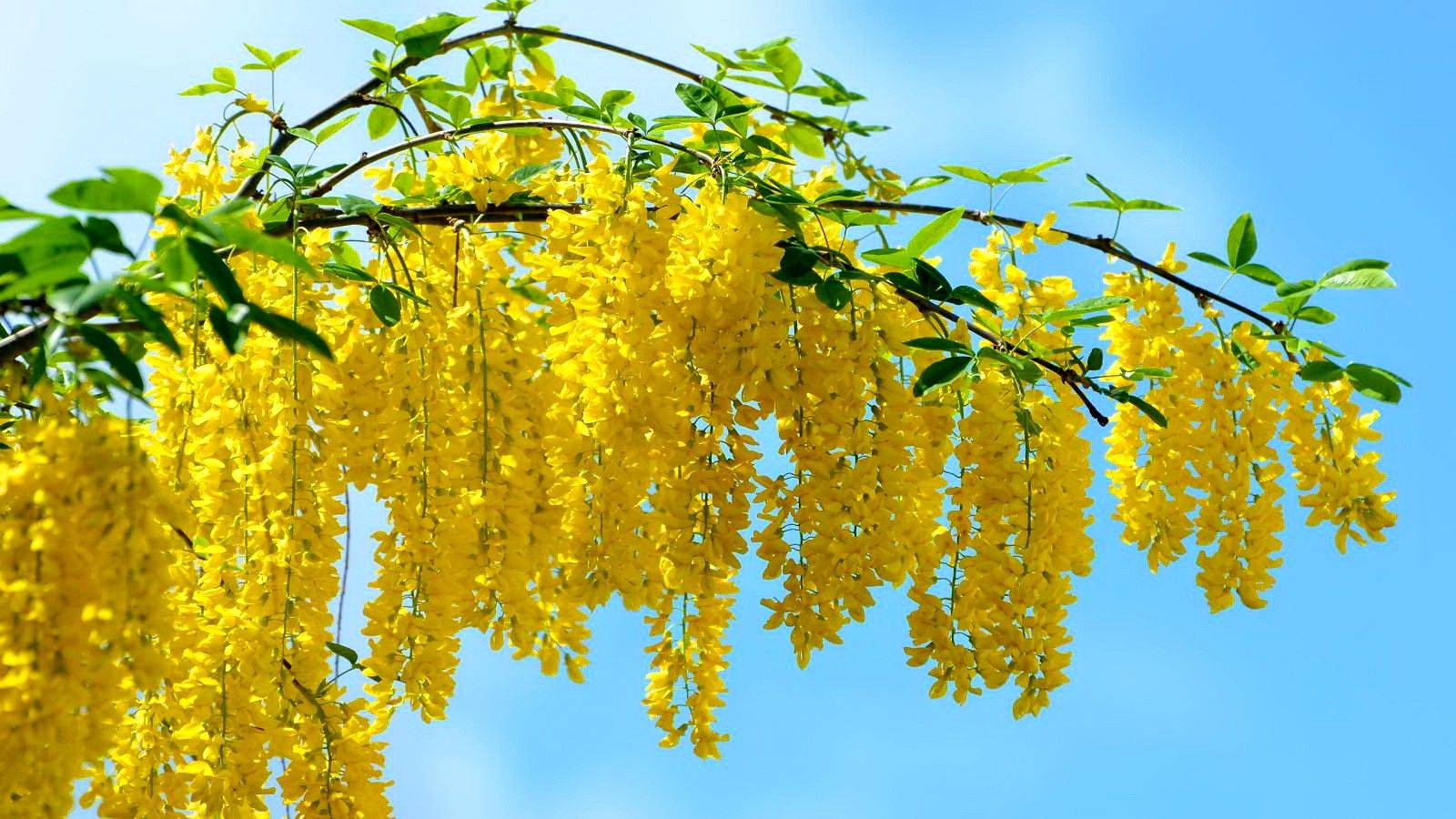 Rami di fiori gialli maggiociondolo, 1600x900 HD Ready, Desktop