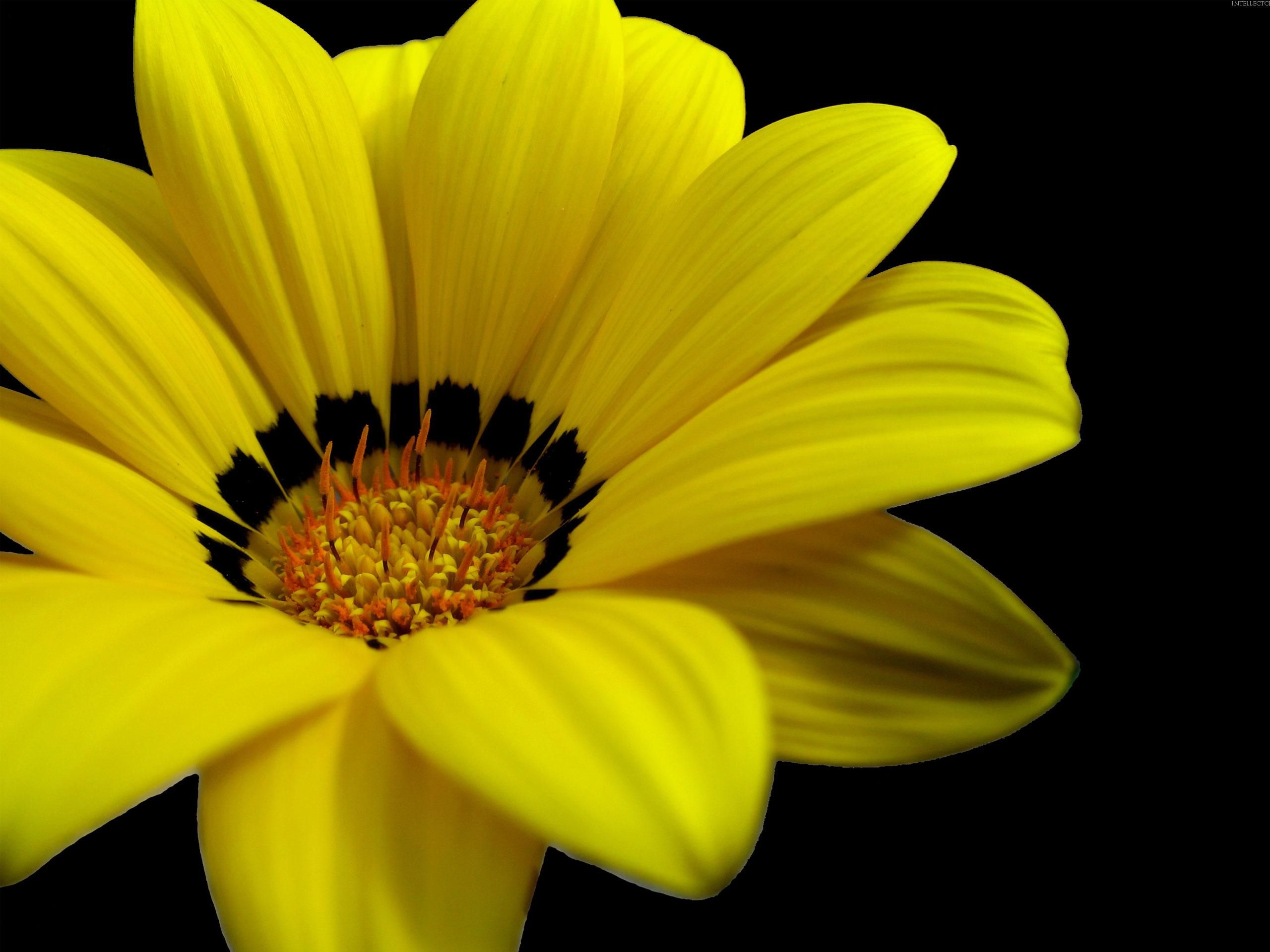Fiore giallo su sfondo nero, 2560x1920 WQXGA, Monitor Gaming