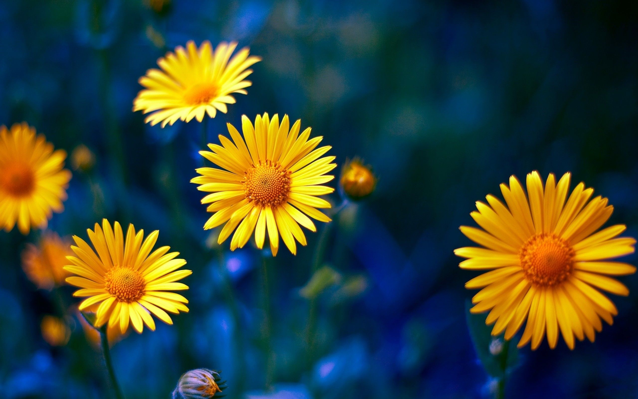 Fiori gialli su sfondo blu, 2560x1600 2K+, PC Desktop
