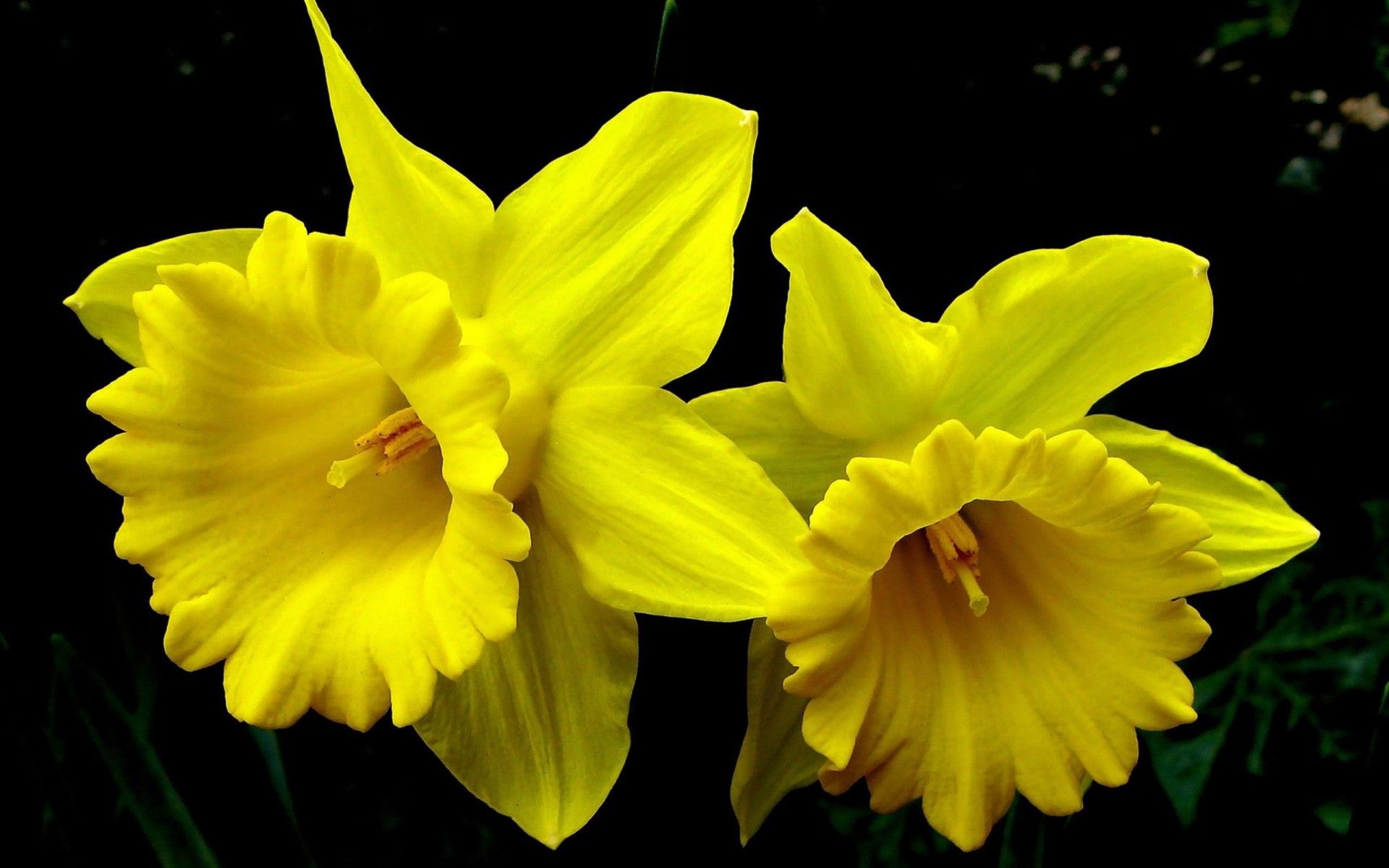 Crisantemi gialli e bianchi, 1024x768 HD, PC