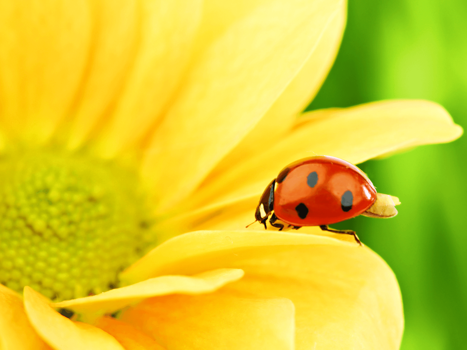 Coccinella su fiore giallo, 1600x1200 HD Ready, PC