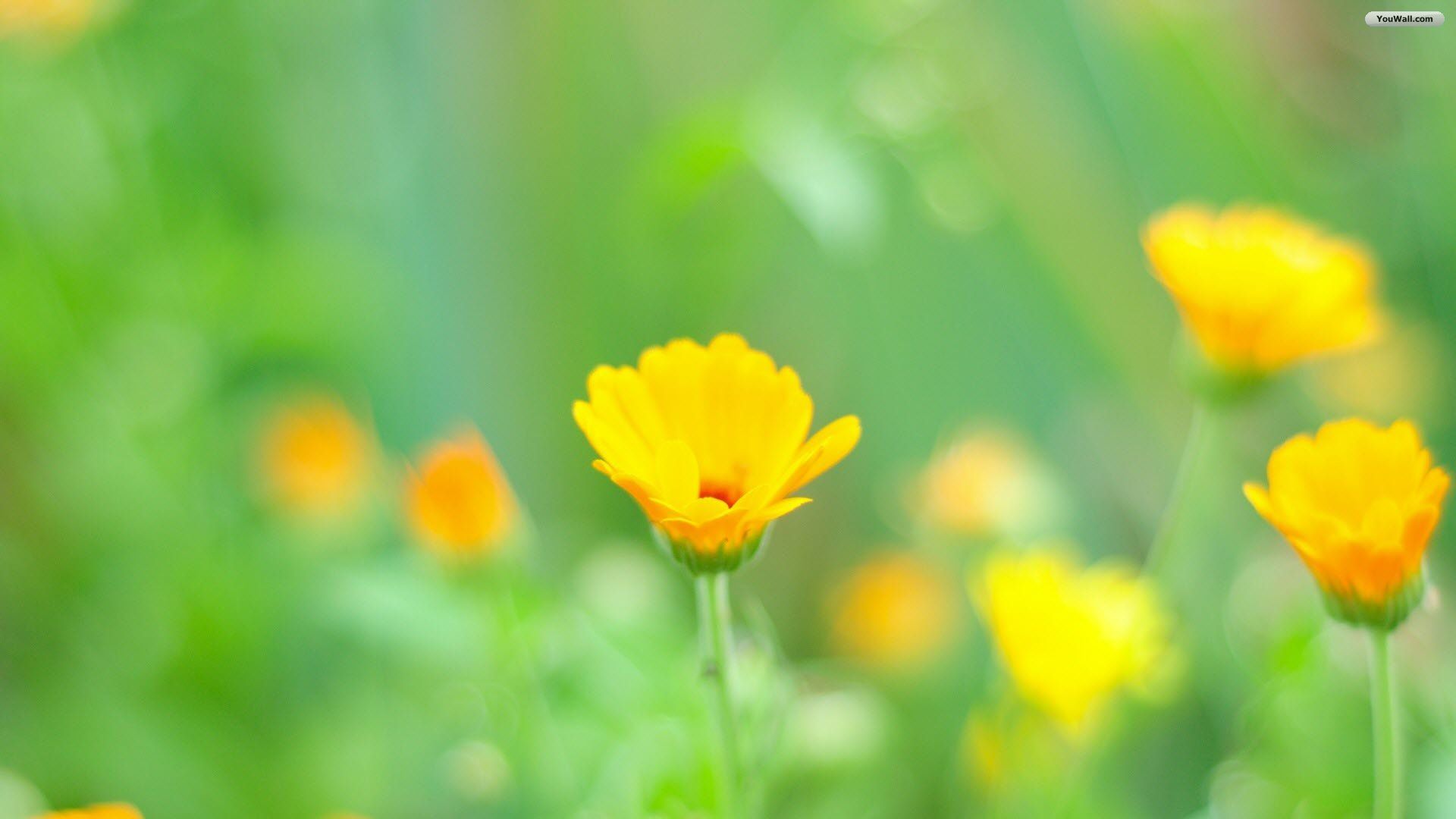 Fiori gialli su verde, 1920x1080 Full HD, Desktop