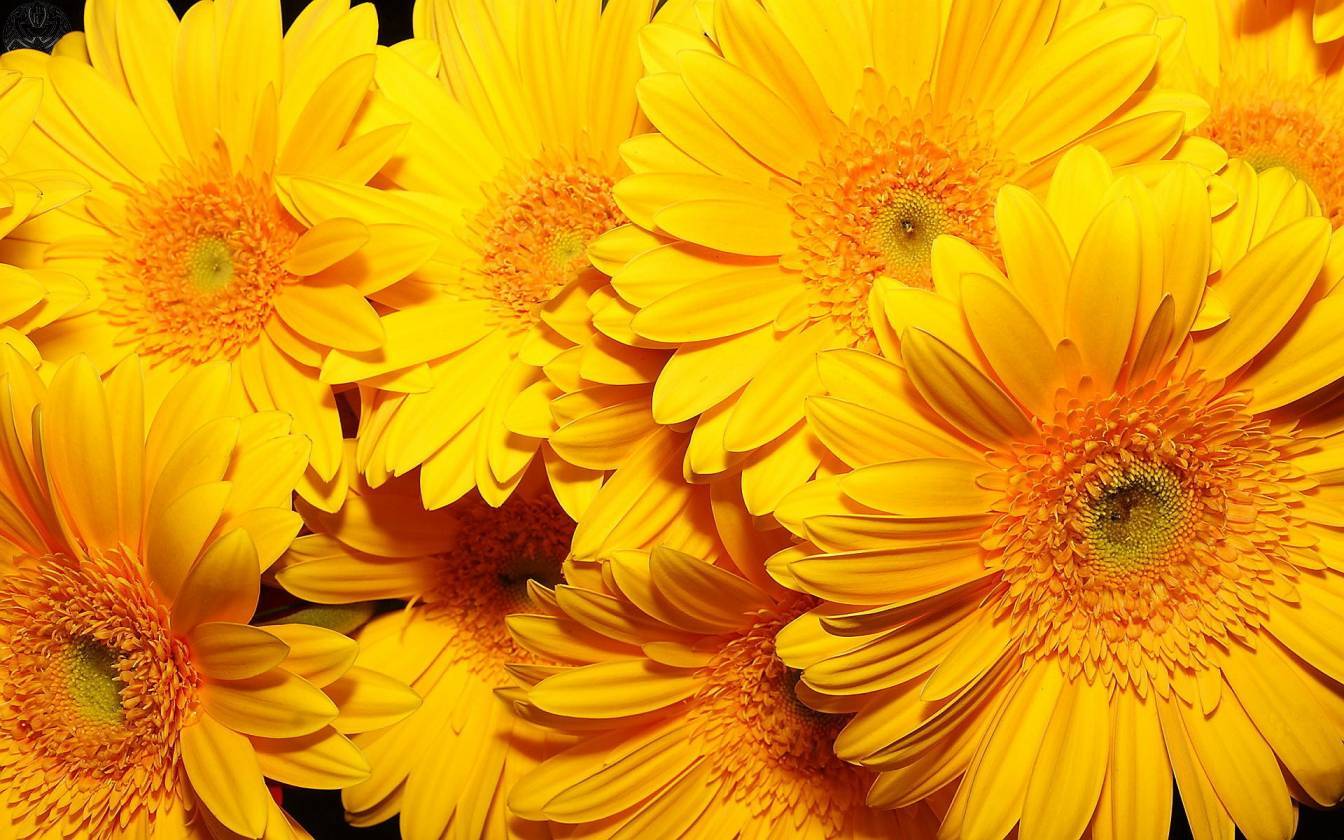 Fiori di narciso gialli, 1920x1200 Full HD+ WUXGA, Desktop