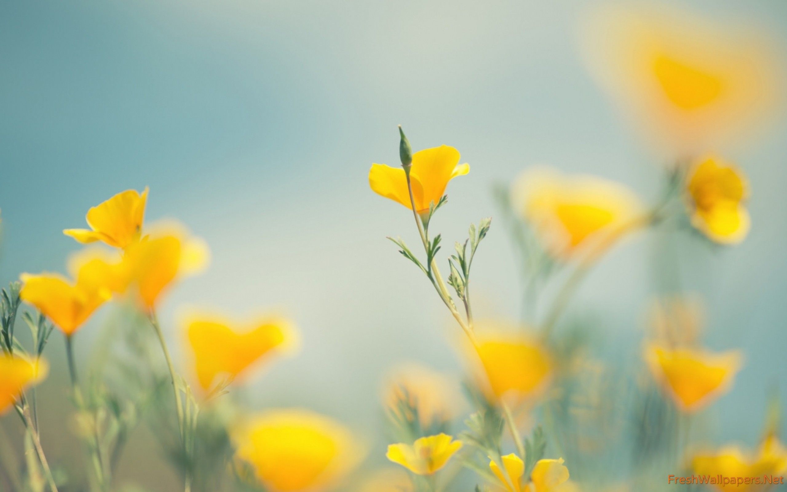 Piccoli fiori gialli sfocati, 2560x1600 WQXGA, PC