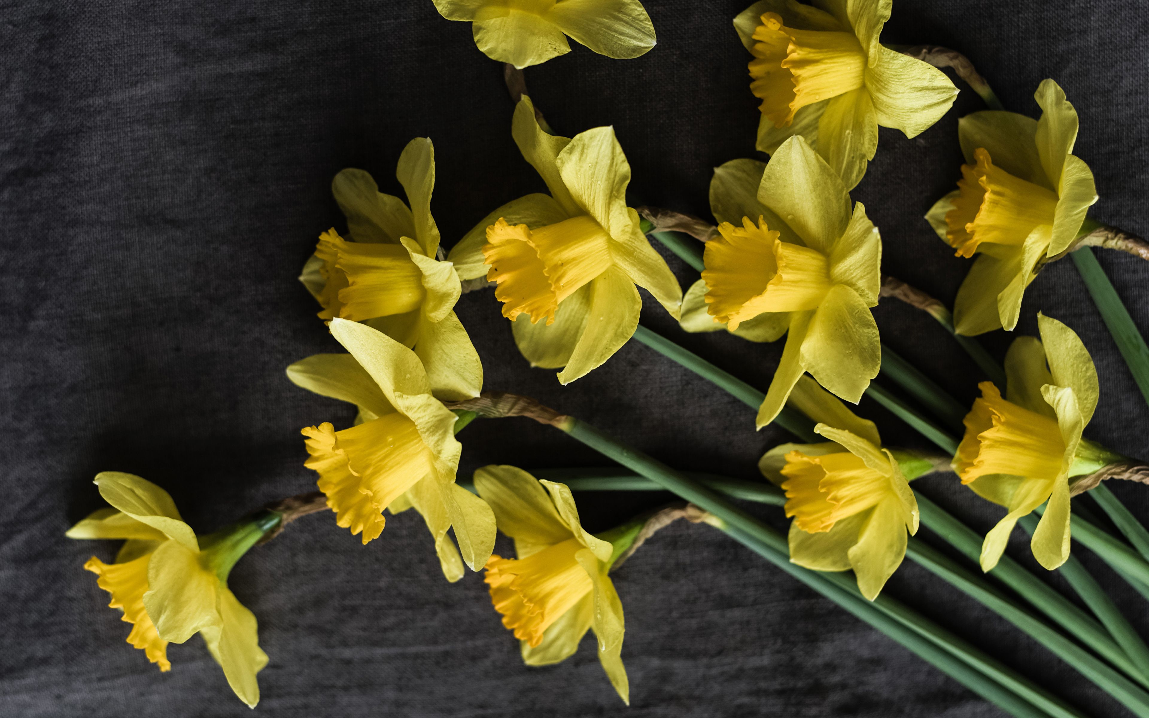 Fiore giglio giallo, 2560x1600 2K, PC