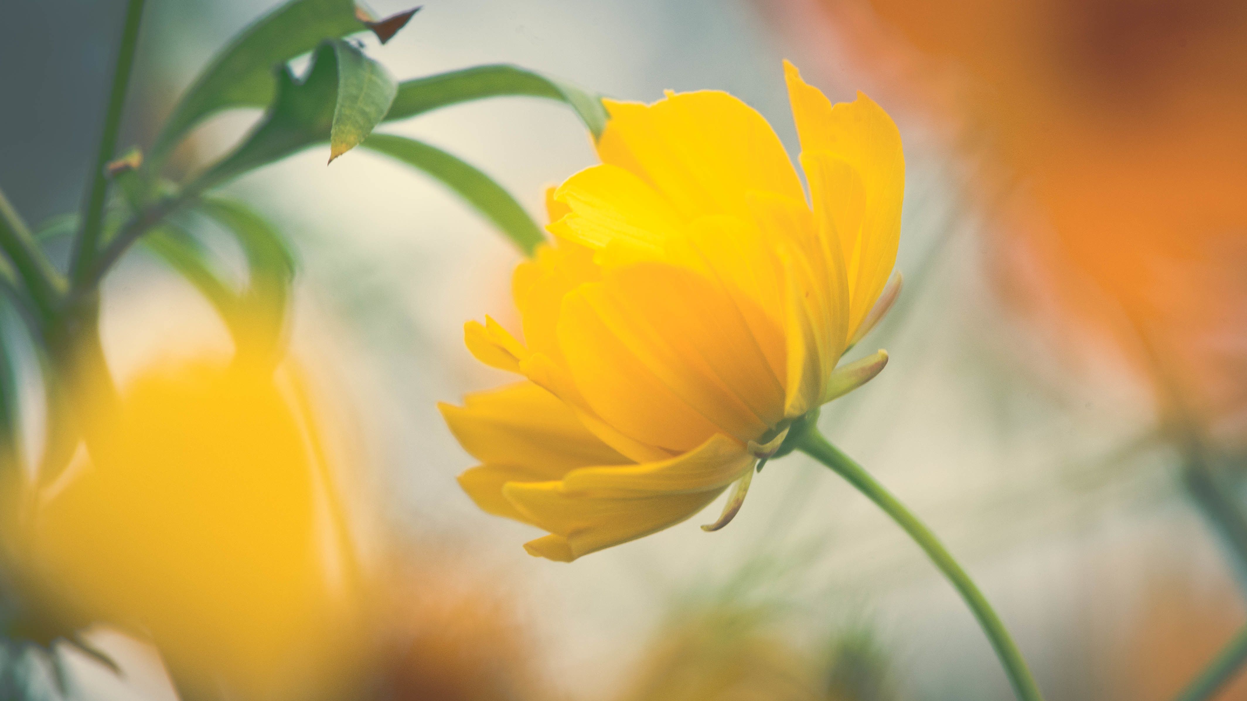 Fiore giallo cosmos, 4256x2394 Ultra HD, 4K TV