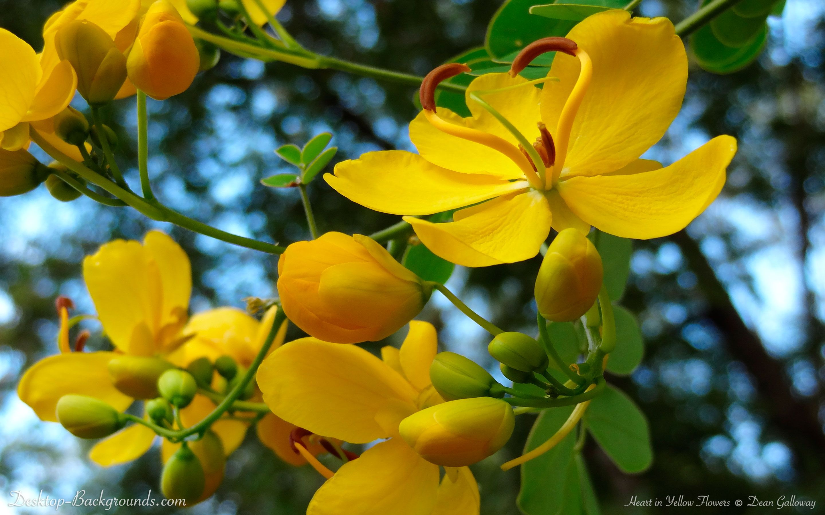 Fiori gialli con goccia d'acqua, 2560x1600 WQXGA, Desktop