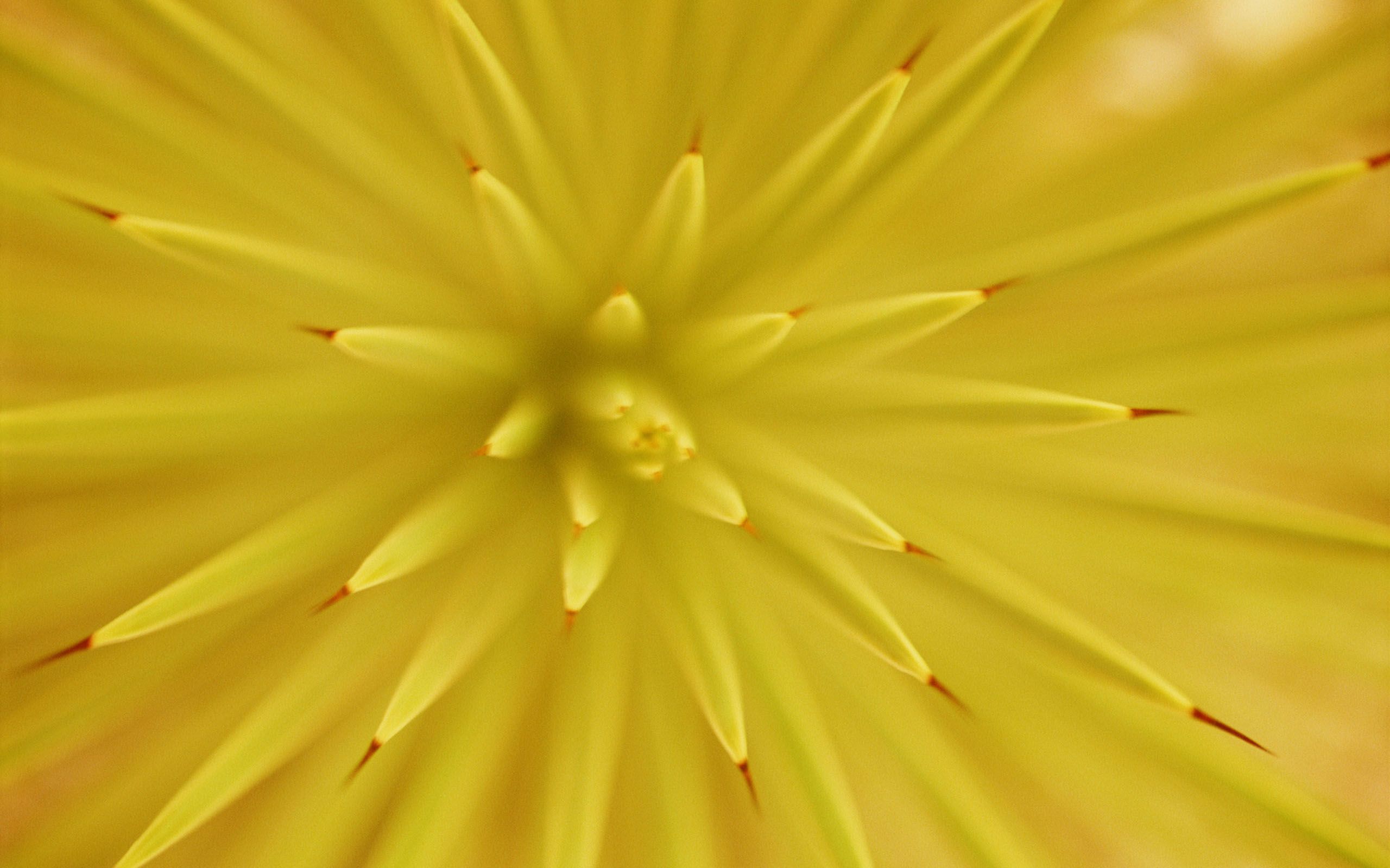 Fiore giallo macro dettaglio, 2560x1600 WQXGA, PC