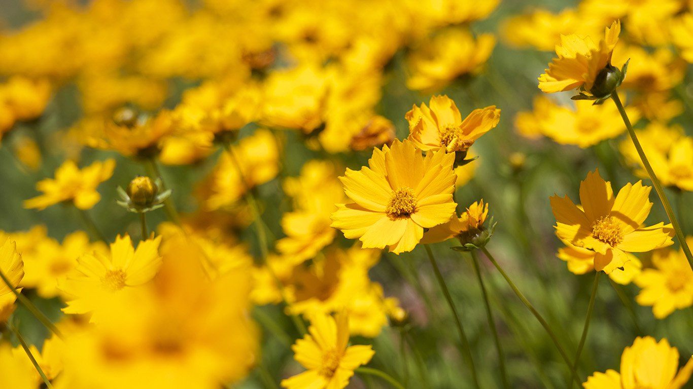 Fiori gialli su ramo, 2880x1800 2K, PC Desktop
