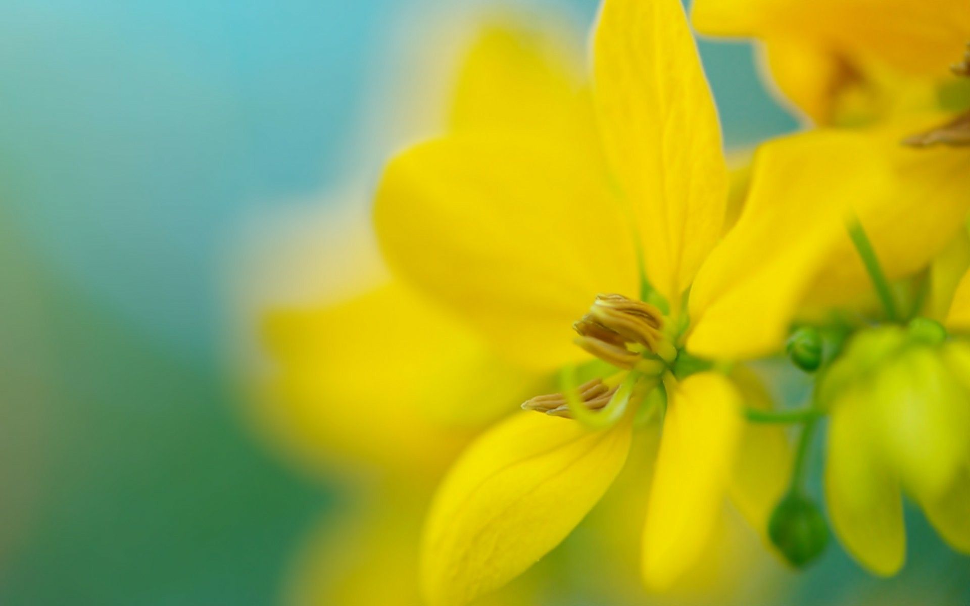 Fiori gialli in primo piano, 1920x1200 WUXGA, Desktop