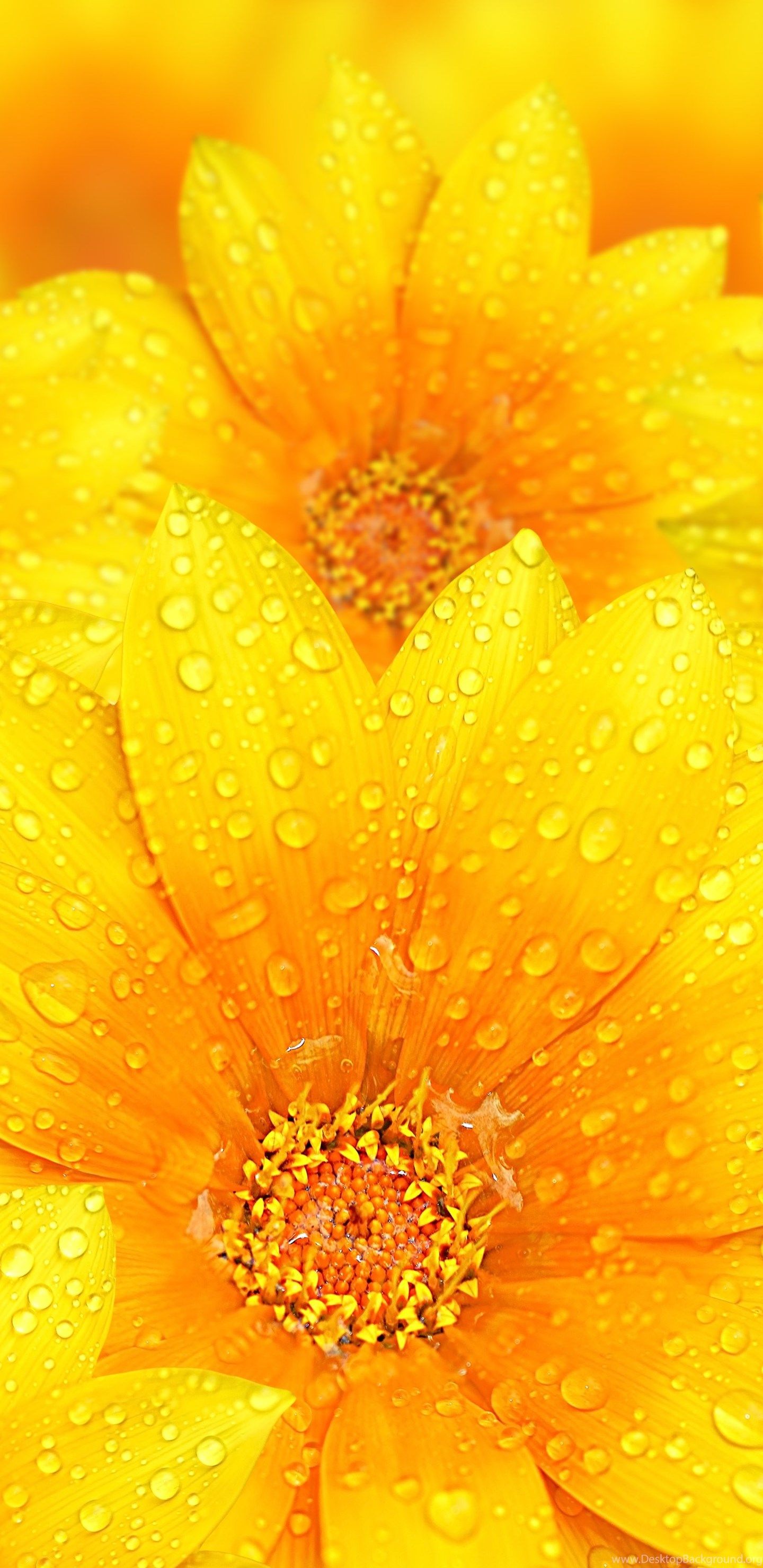 Fiori gialli con gocce d'acqua, 1440x2960 Full HD Verticale, iPhone