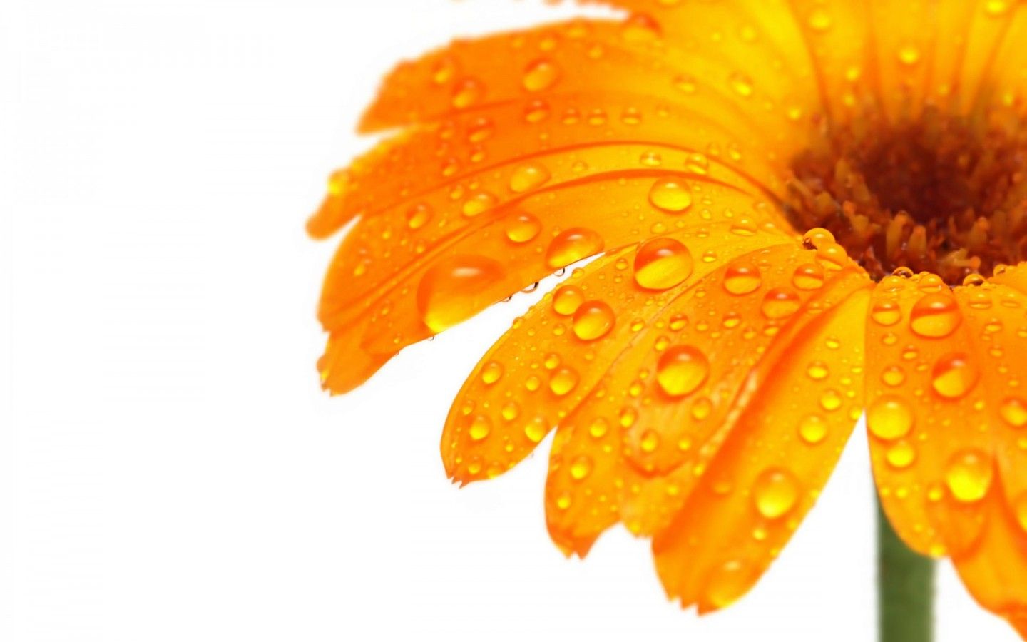 Farfalla bianca su fiore giallo, 2880x1800 2K, Monitor Gaming