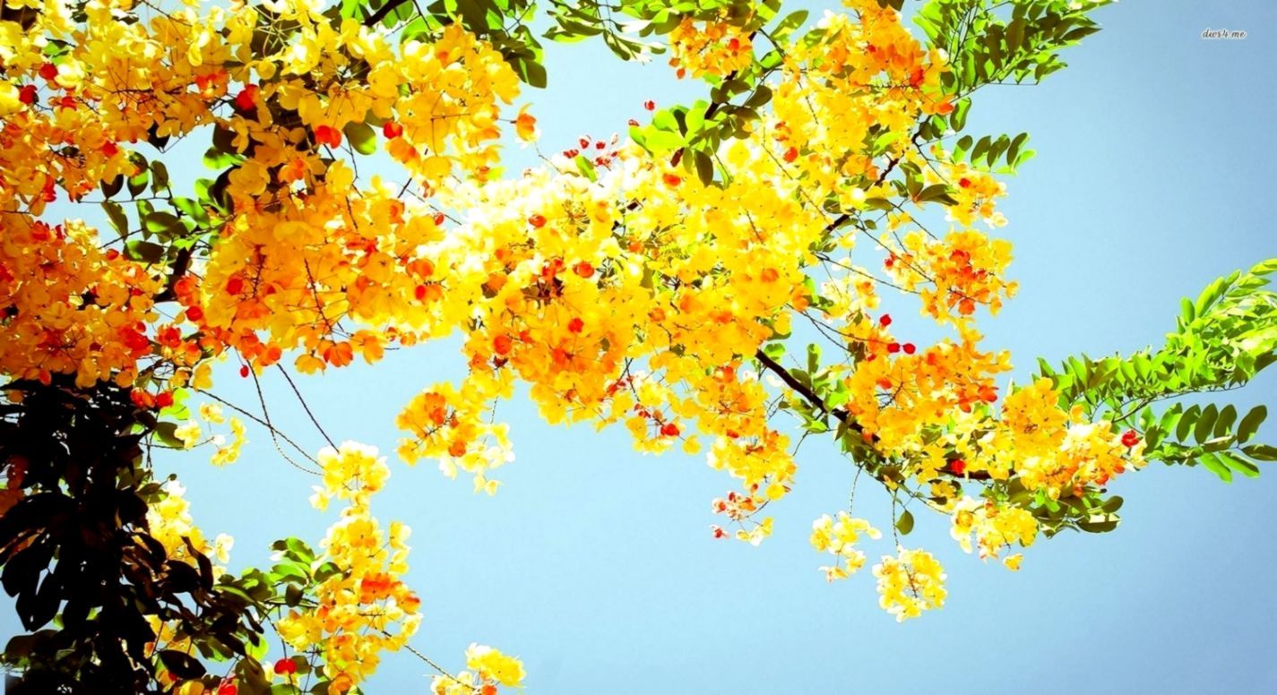 Fiori gialli su albero, 1425x776 720p, PC