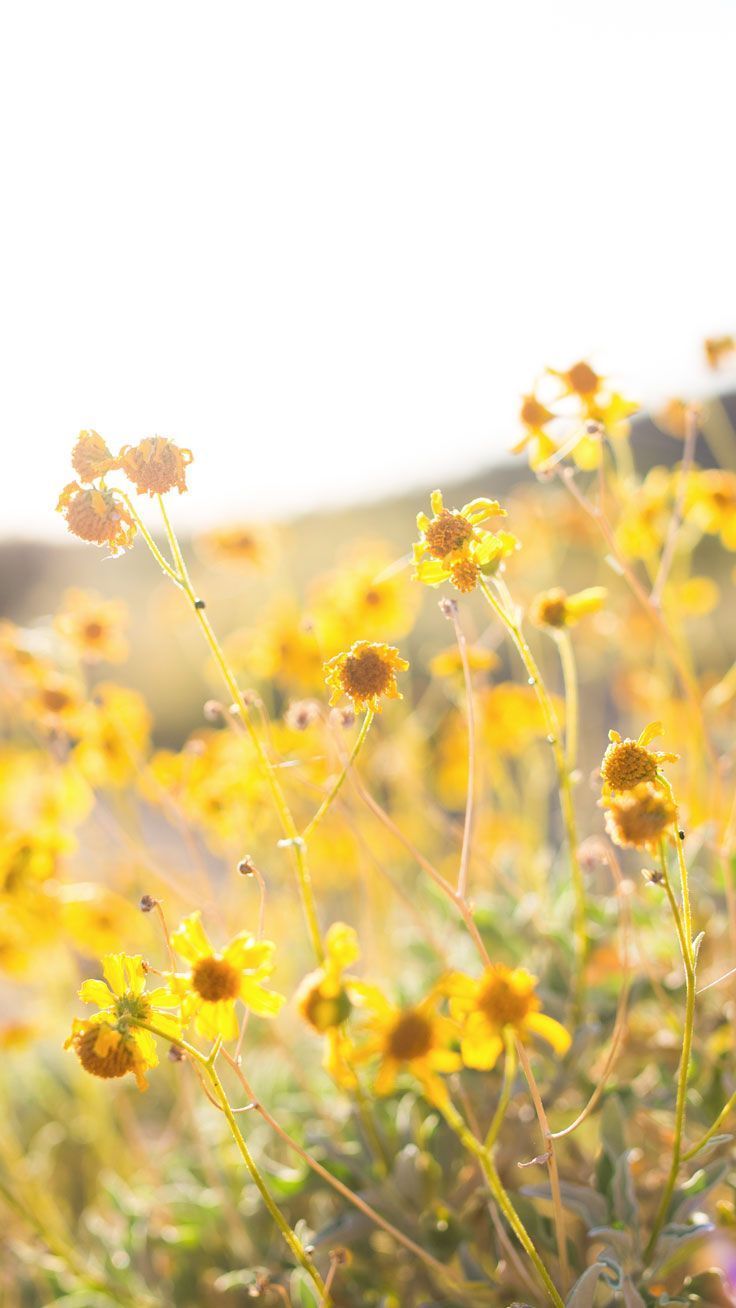 Fiori gialli campo, 736x1308 Full HD Verticale, Google Pixel