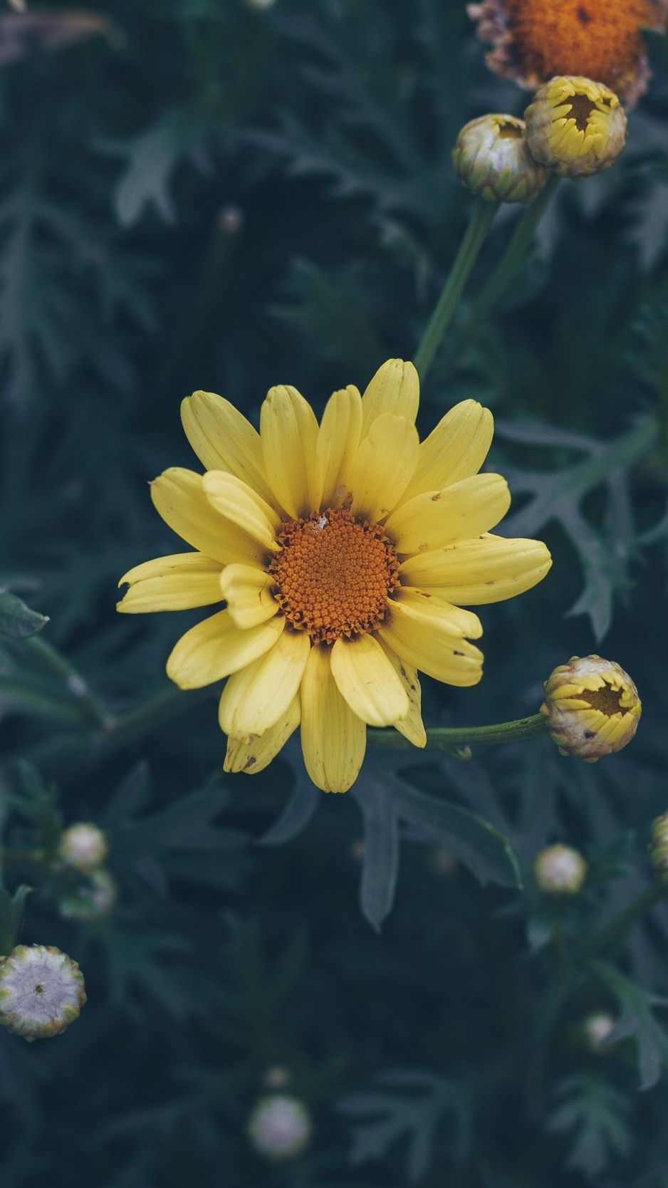 Fiore giallo margherita, 938x1668 Verticale, Mobile