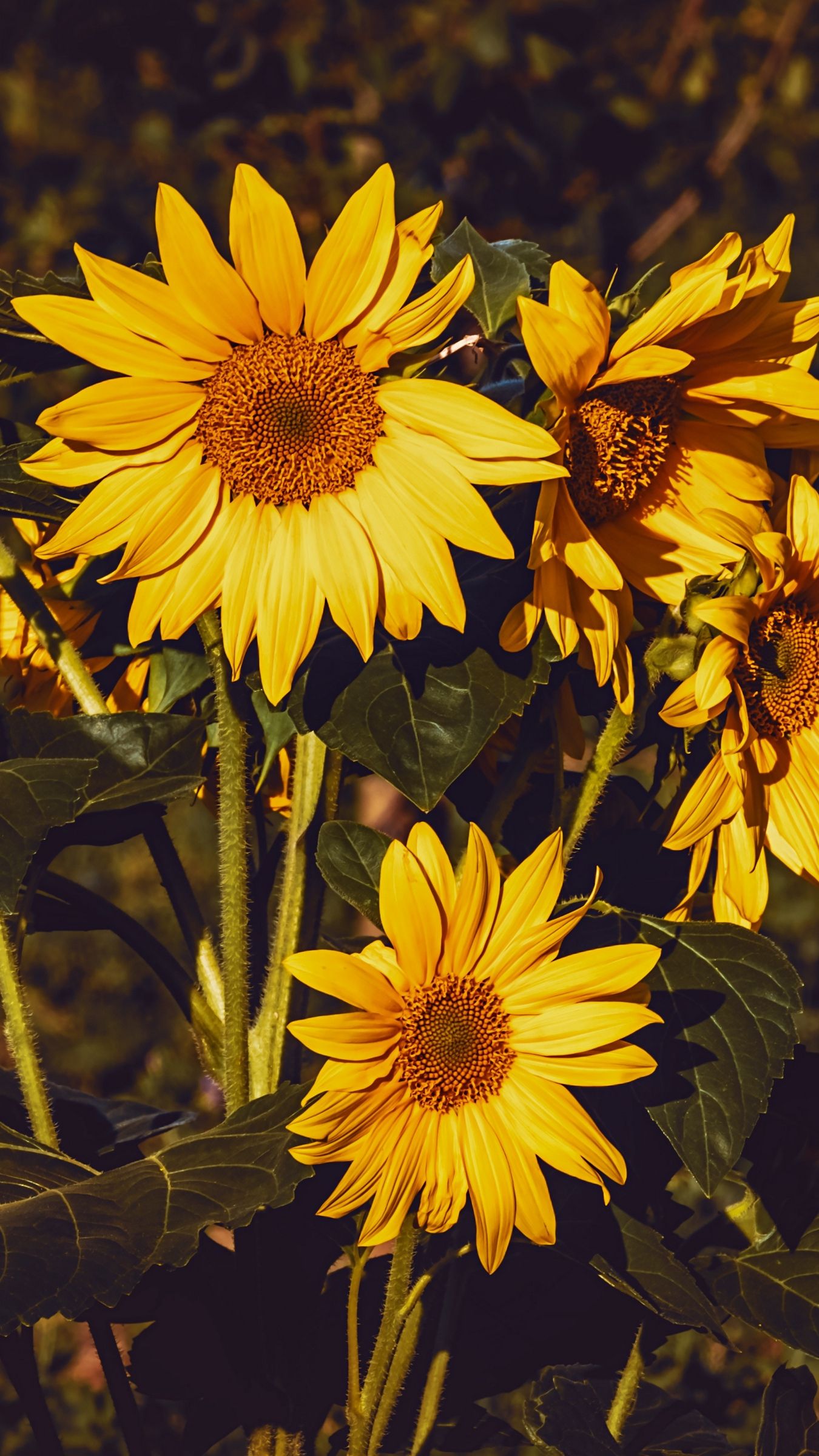 Girasoli gialli in fiore, 1350x2400 Verticale, Telefono
