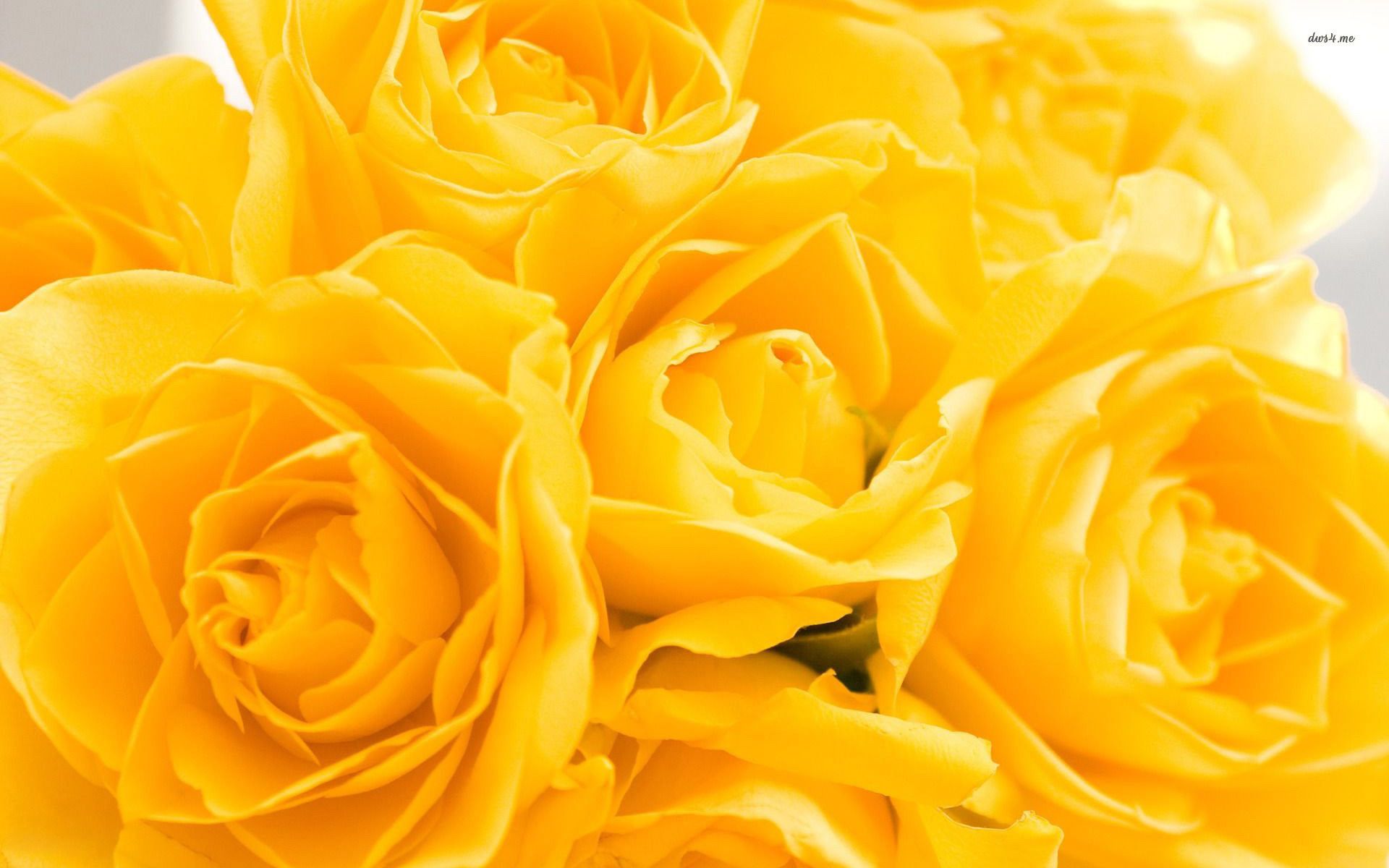 Rose gialle in primo piano, 1920x1200 Full HD+ WUXGA, PC