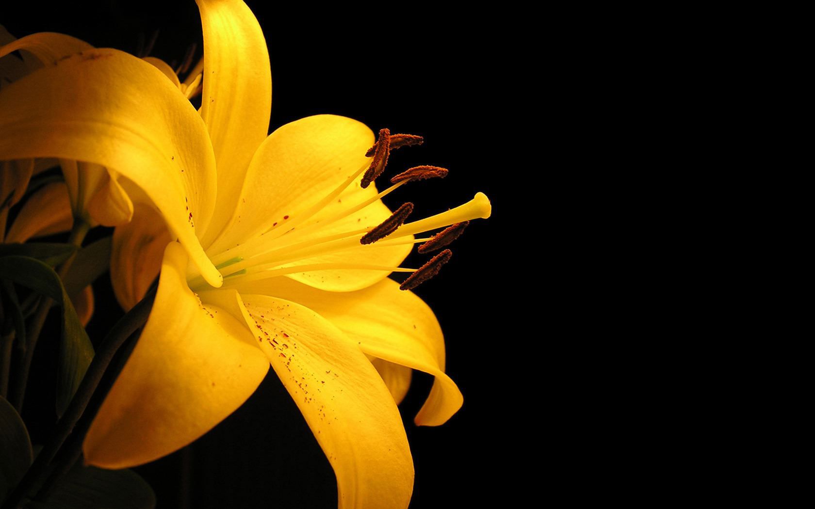 Giglio giallo su sfondo nero, 1680x1050 HD, Desktop