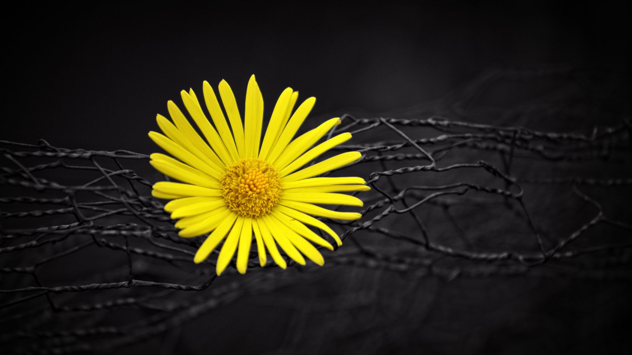 Fiore giallo su rami scuri, 2048x1152 alta risoluzione, Laptop
