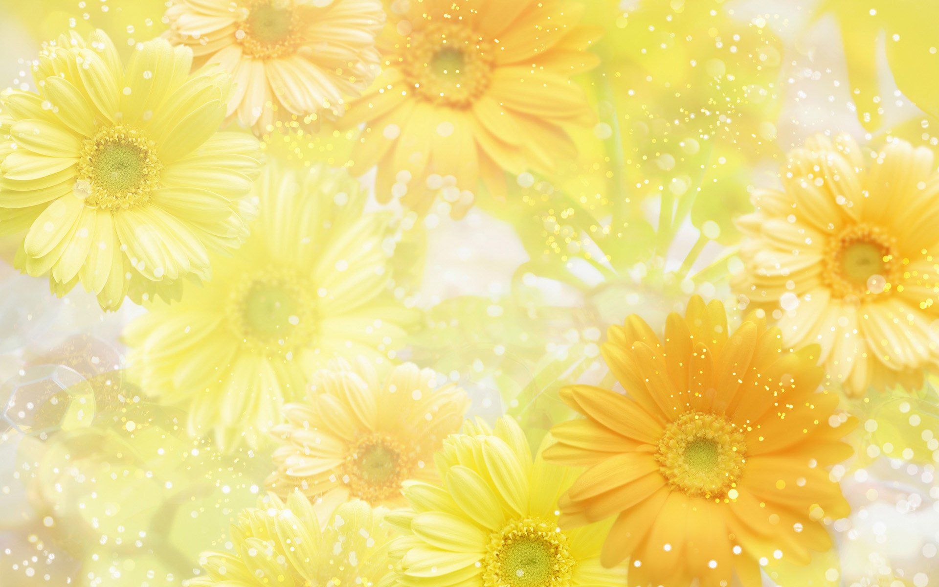 Fiori gialli e arancioni gerbera, 1920x1200 WUXGA, PC