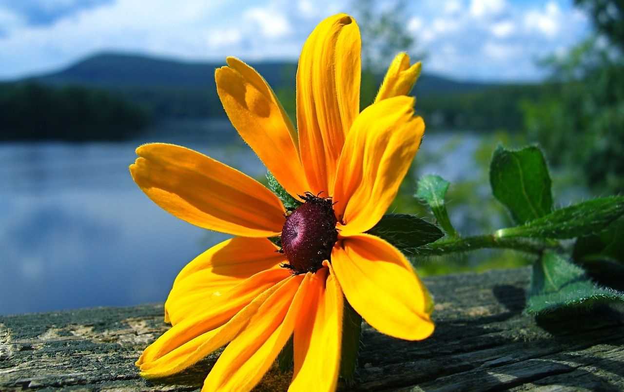 Fiore giallo rudbeckia vicino lago, 1280x804 HD, Notebook Gaming