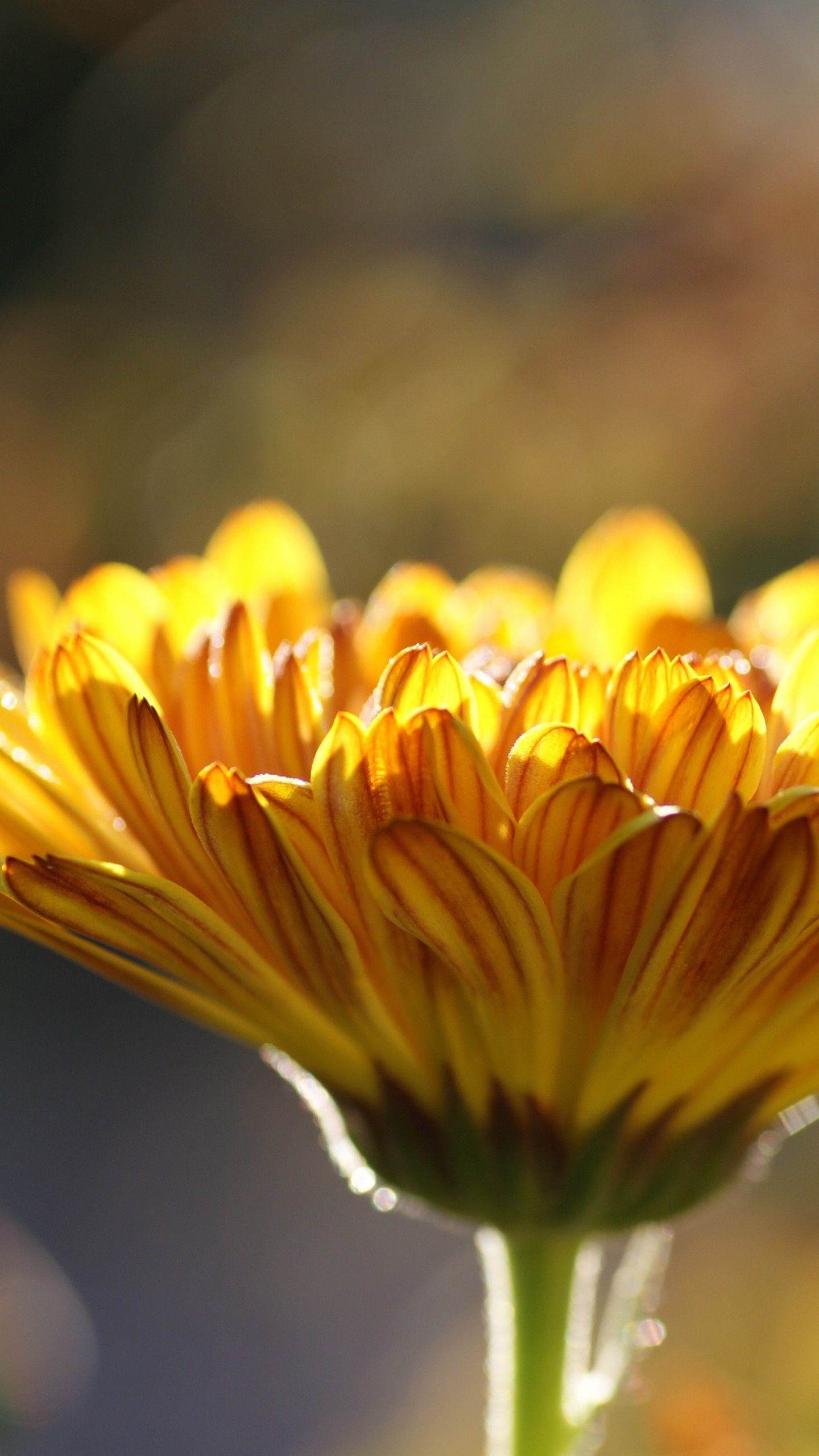 Fiore giallo di calendula, 1440x2560 Full HD Verticale, Smartphone