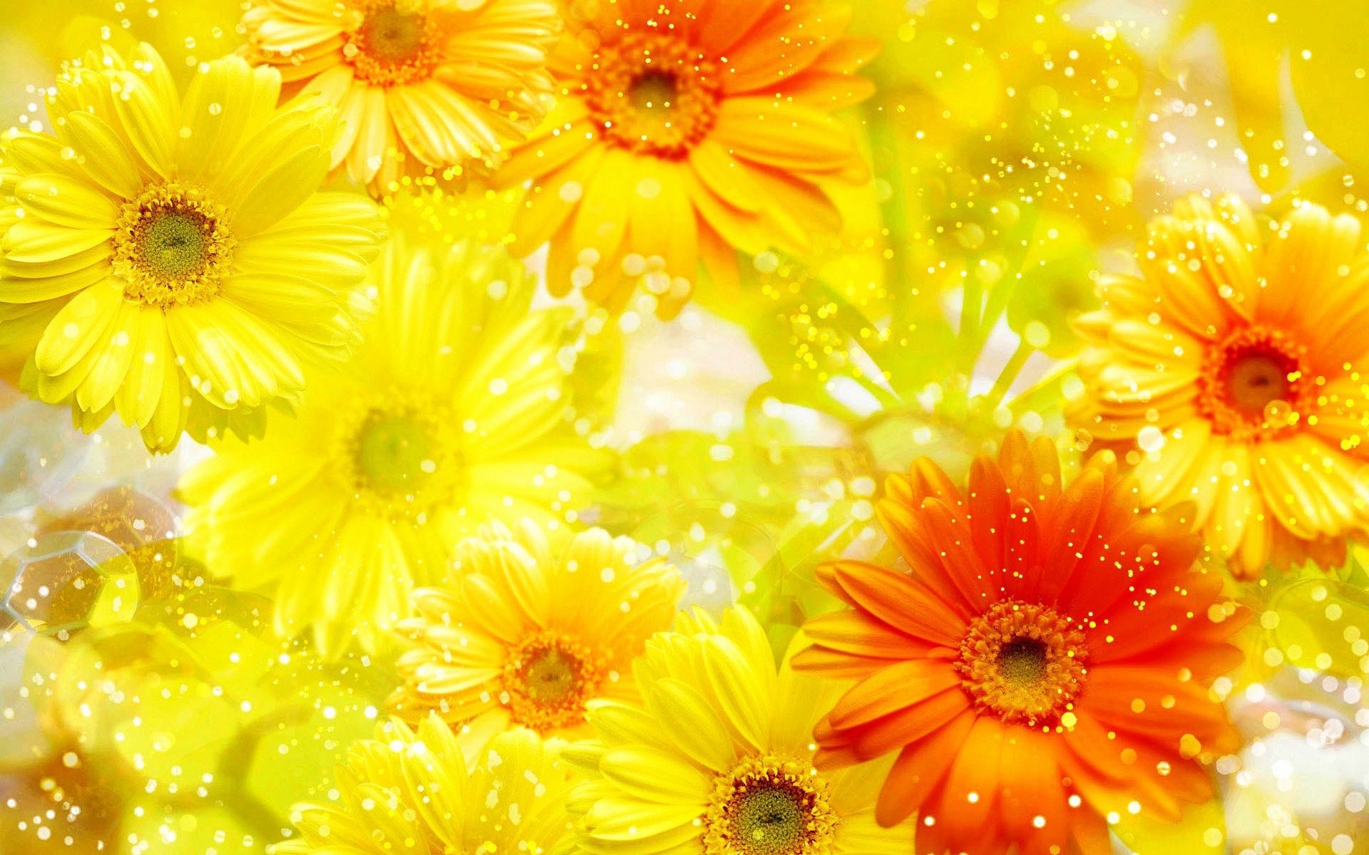 Gerbere gialle e arancioni, 1920x1200 Full HD+ WUXGA, Laptop