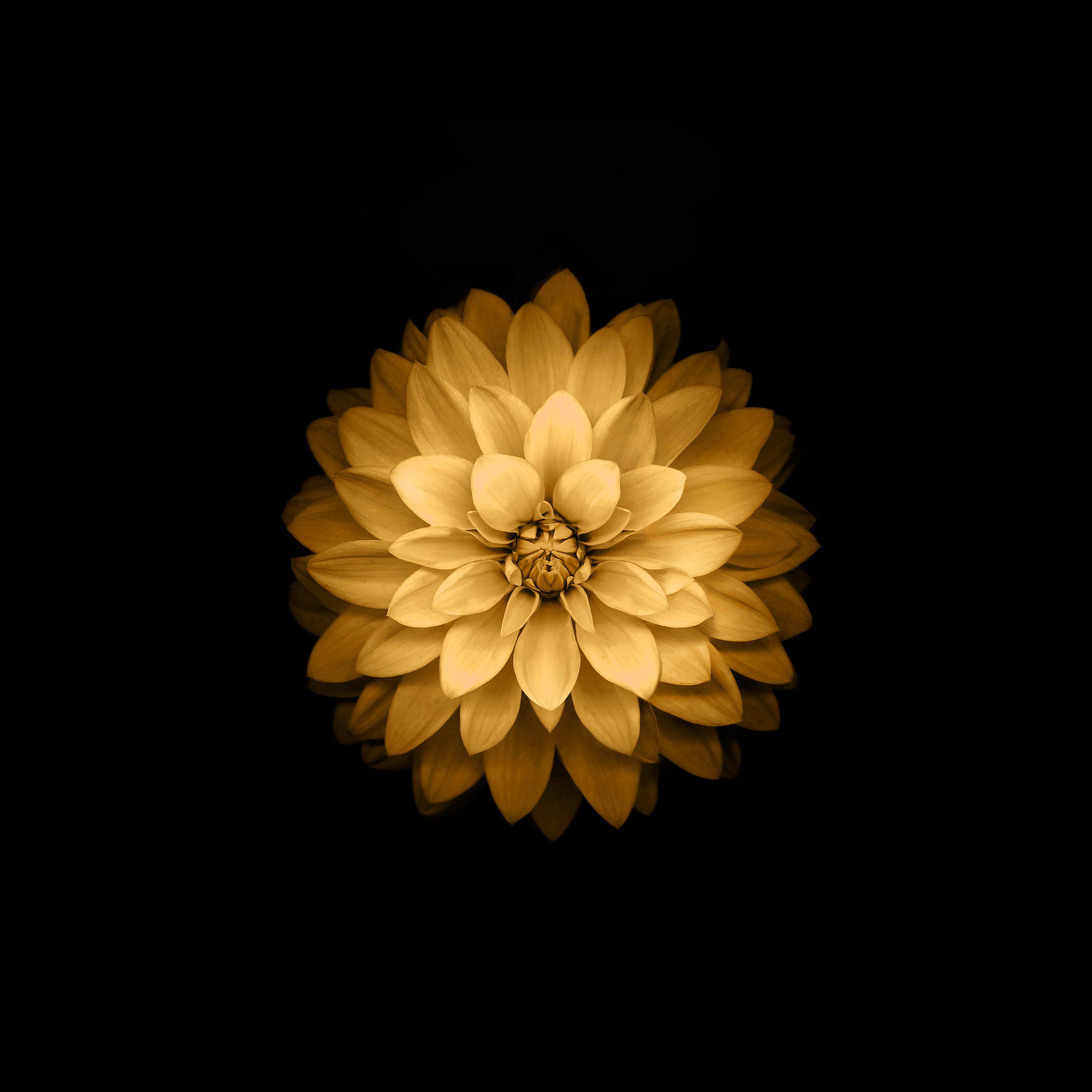 Fiore giallo di loto, 2732x2732 2K, PC