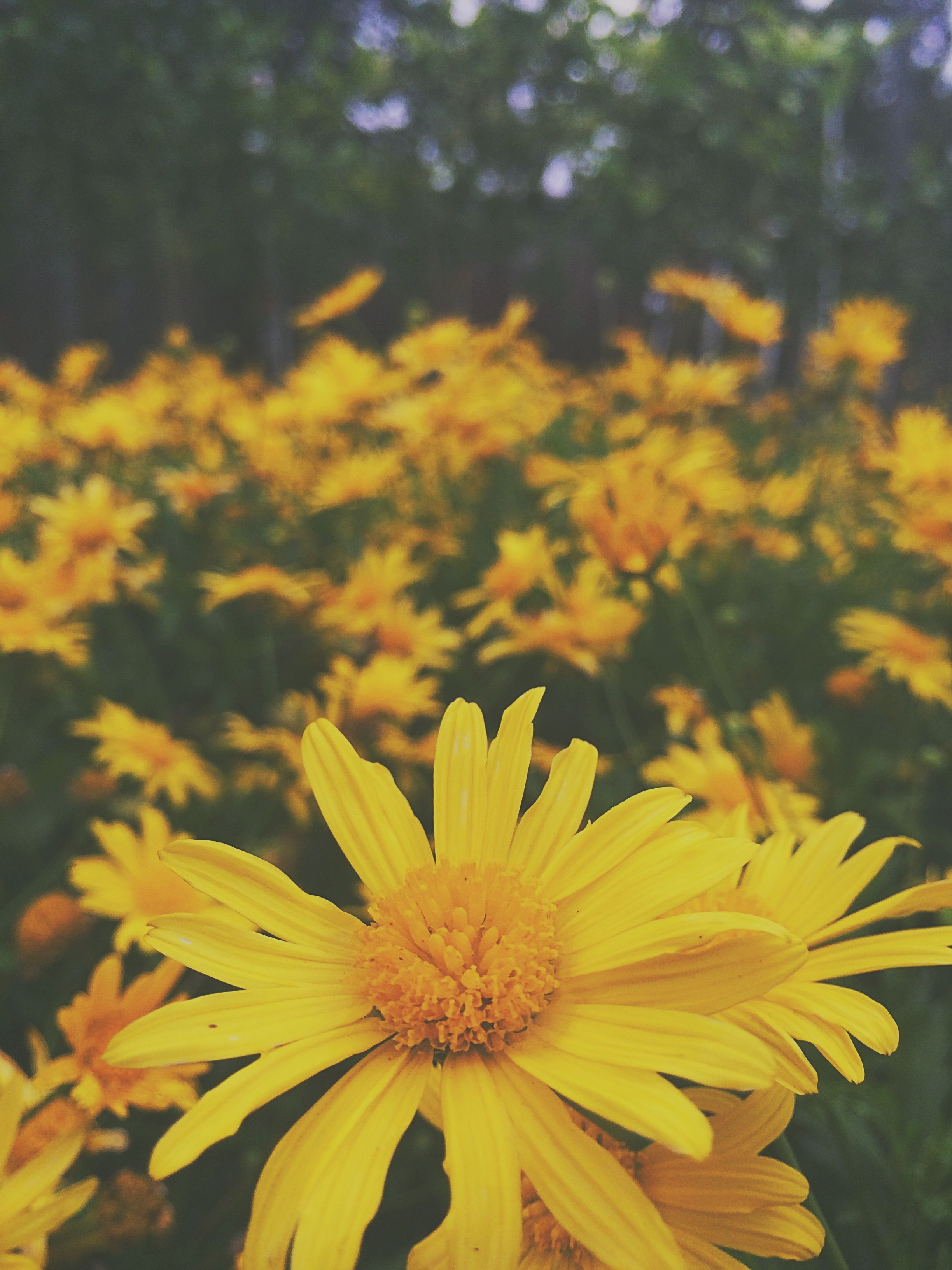 Fiori gialli margherite campo, 2448x3264 Full HD Verticale, Smartphone