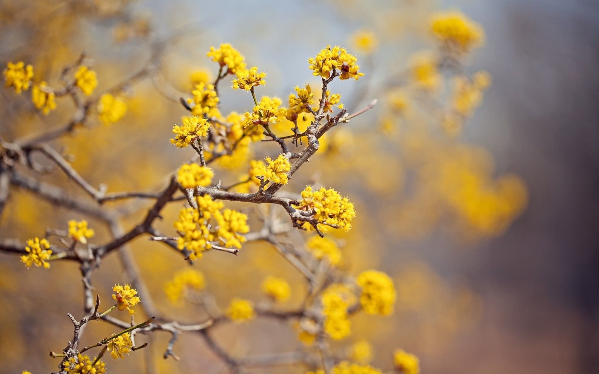 Fiori gialli su rami, 1920x1200 Full HD+, Laptop