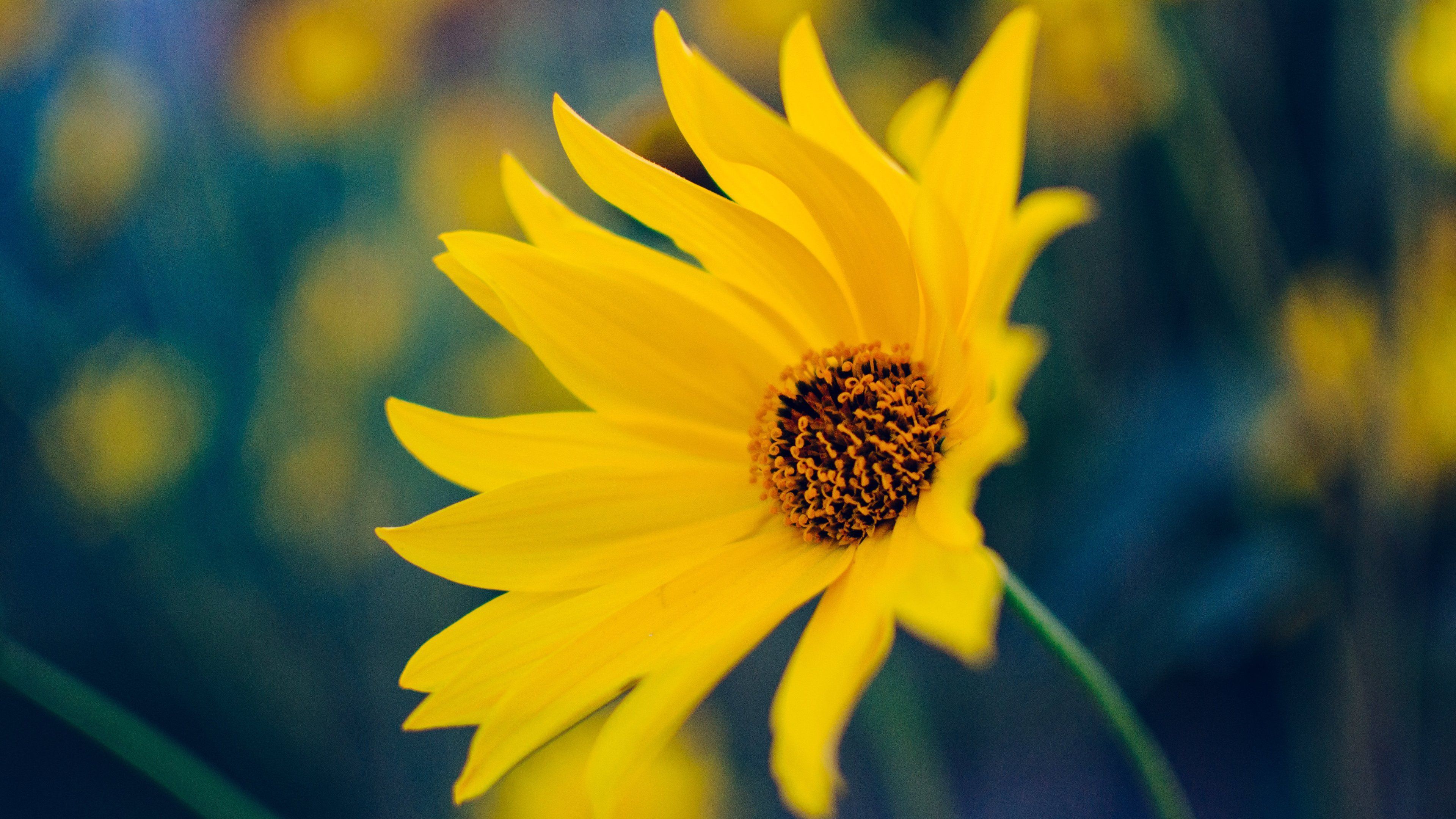 Fiore giallo in primo piano, 3840x2160 UHD, PC 4K