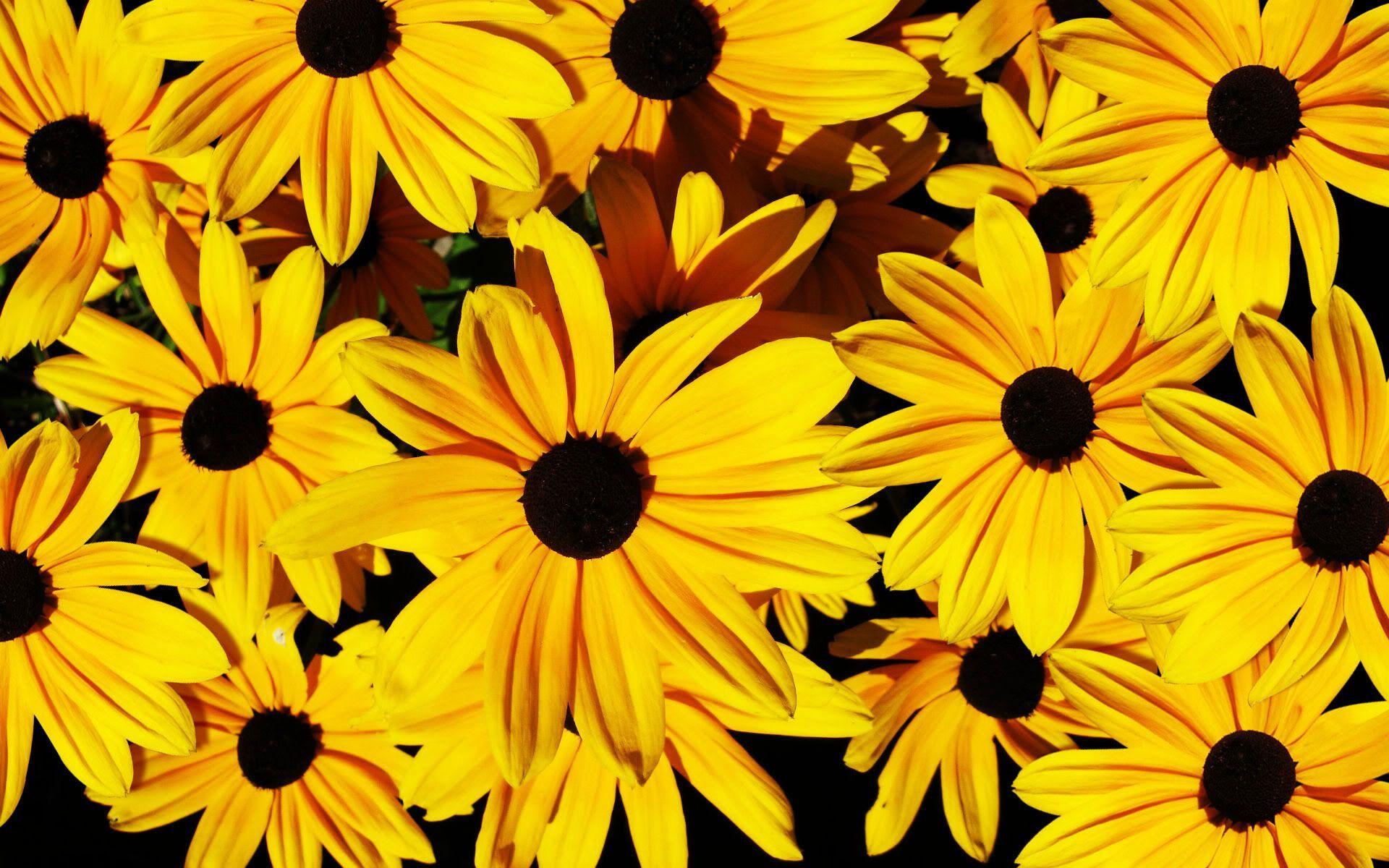 Fiori gialli rudbeckia, 1920x1200 Full HD+ WUXGA, Desktop