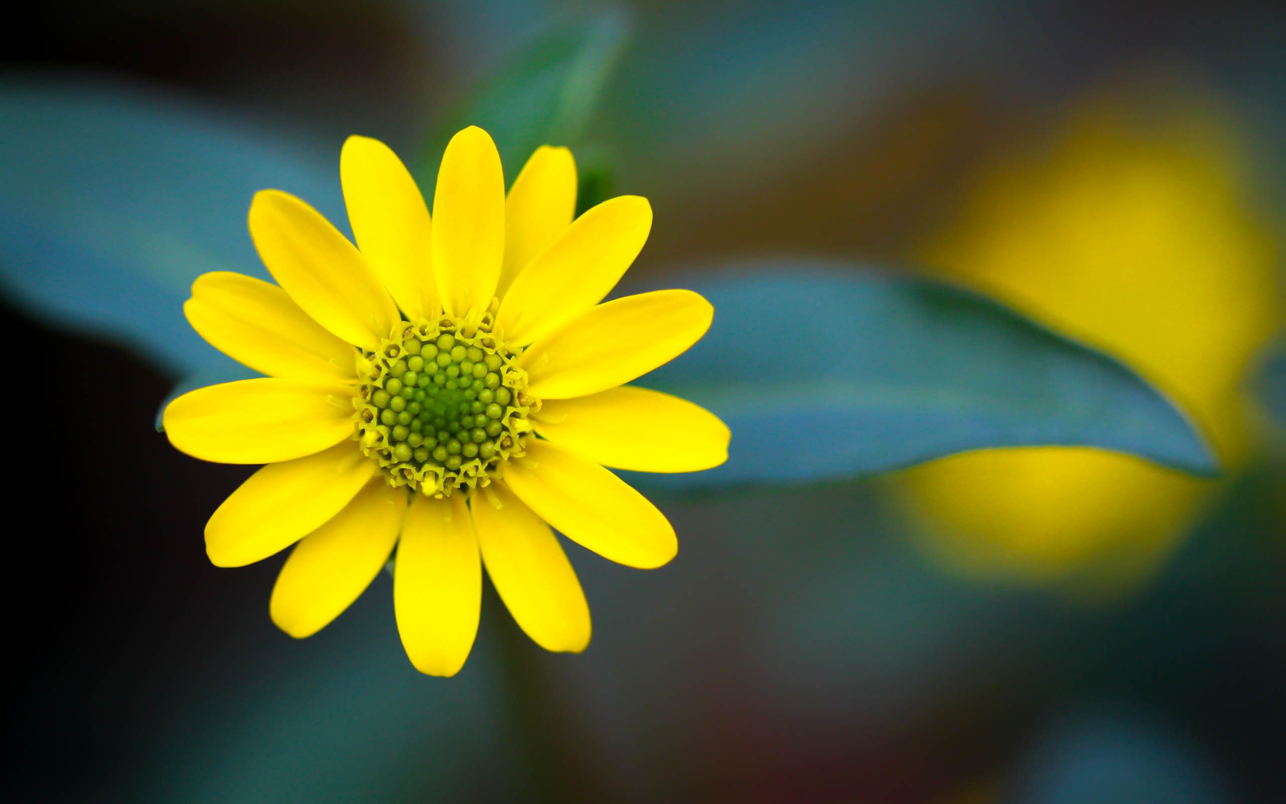 Fiore giallo sfondo scuro, 2560x1600 WQXGA, PC