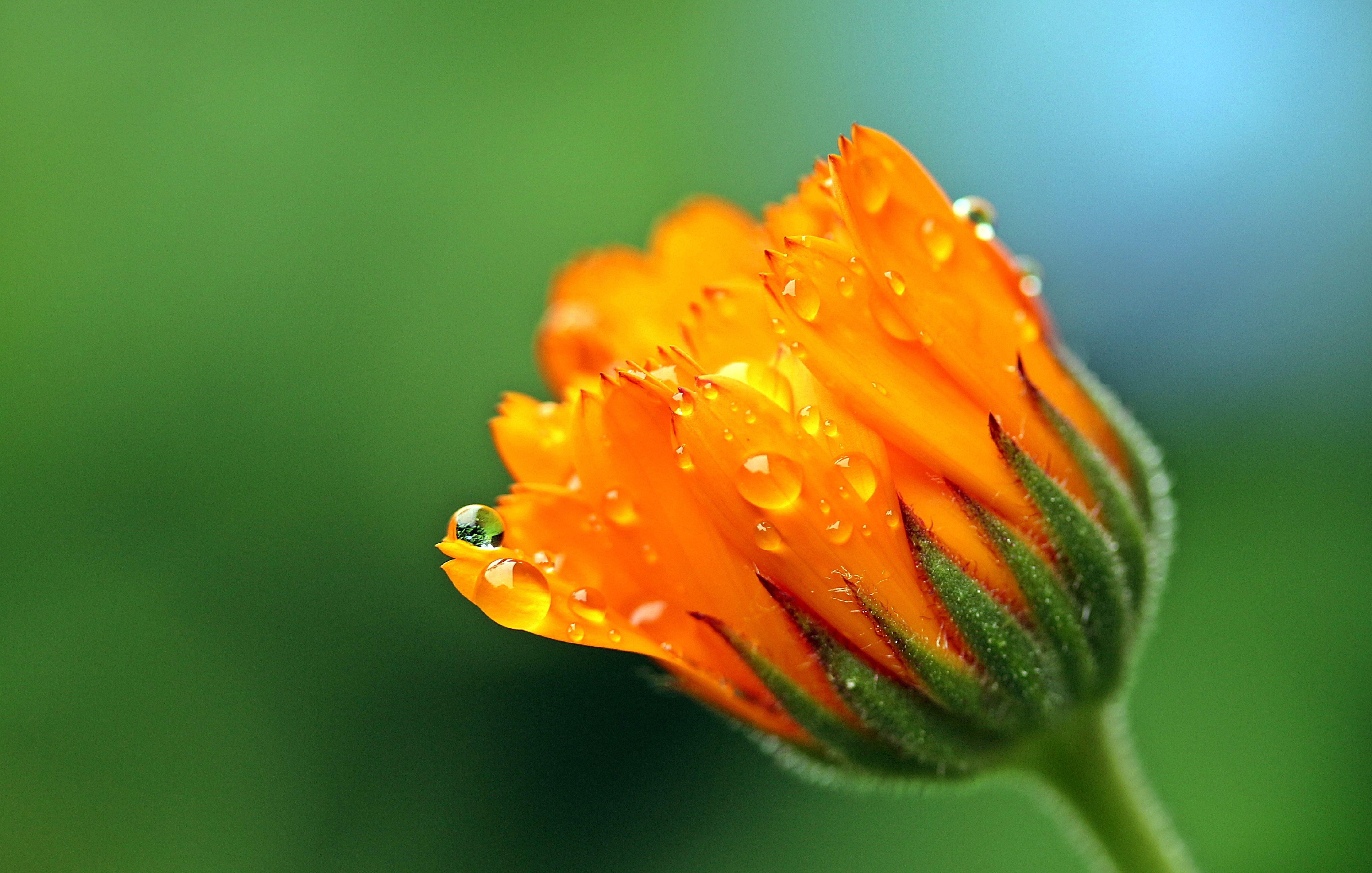 Fiore arancione con gocce d'acqua, 4471x2845 Ultra HD, Monitor 4K