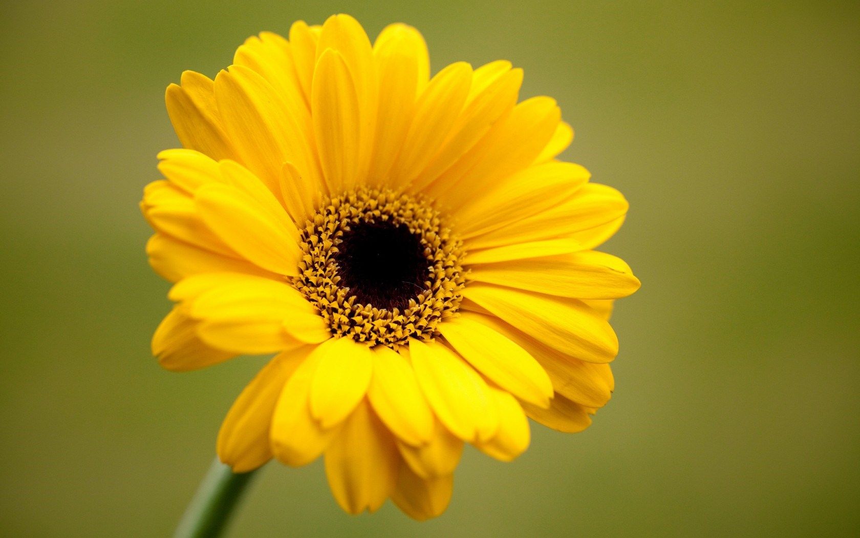Fiore giallo gerbera, 1680x1050 HD, Desktop