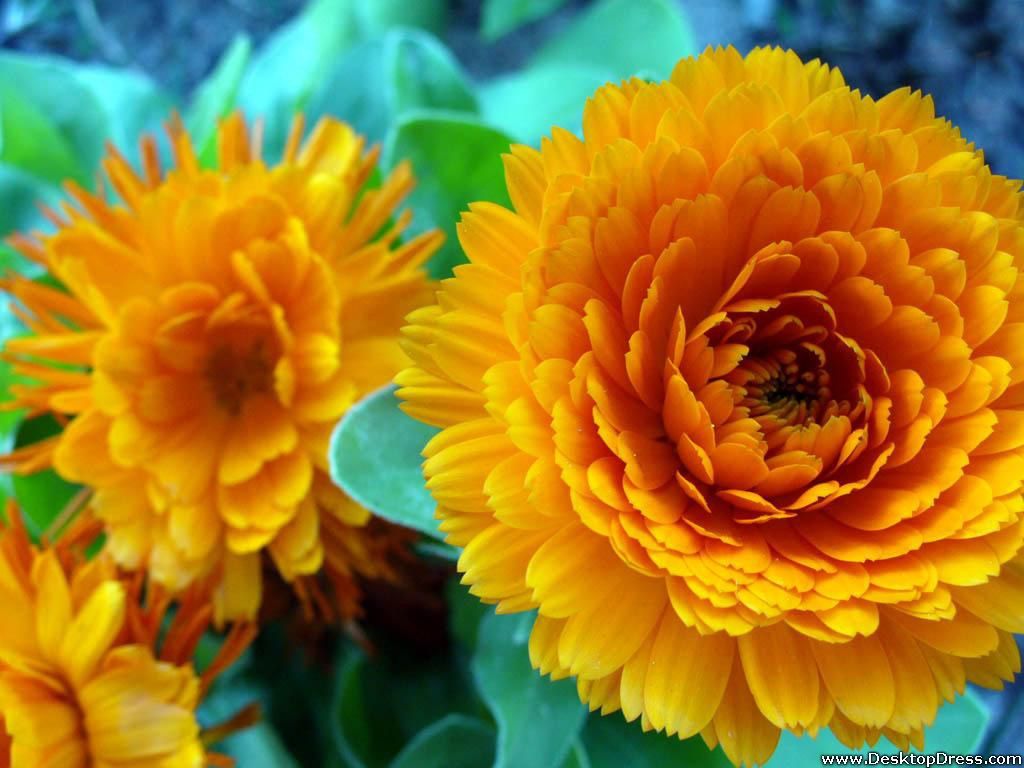 Fiori gialli arancioni sfocati, 1024x768 HD, PC
