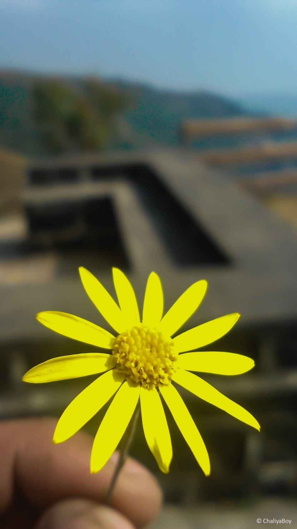 Fiore giallo su montagna, 950x1689 Verticale, Mobile