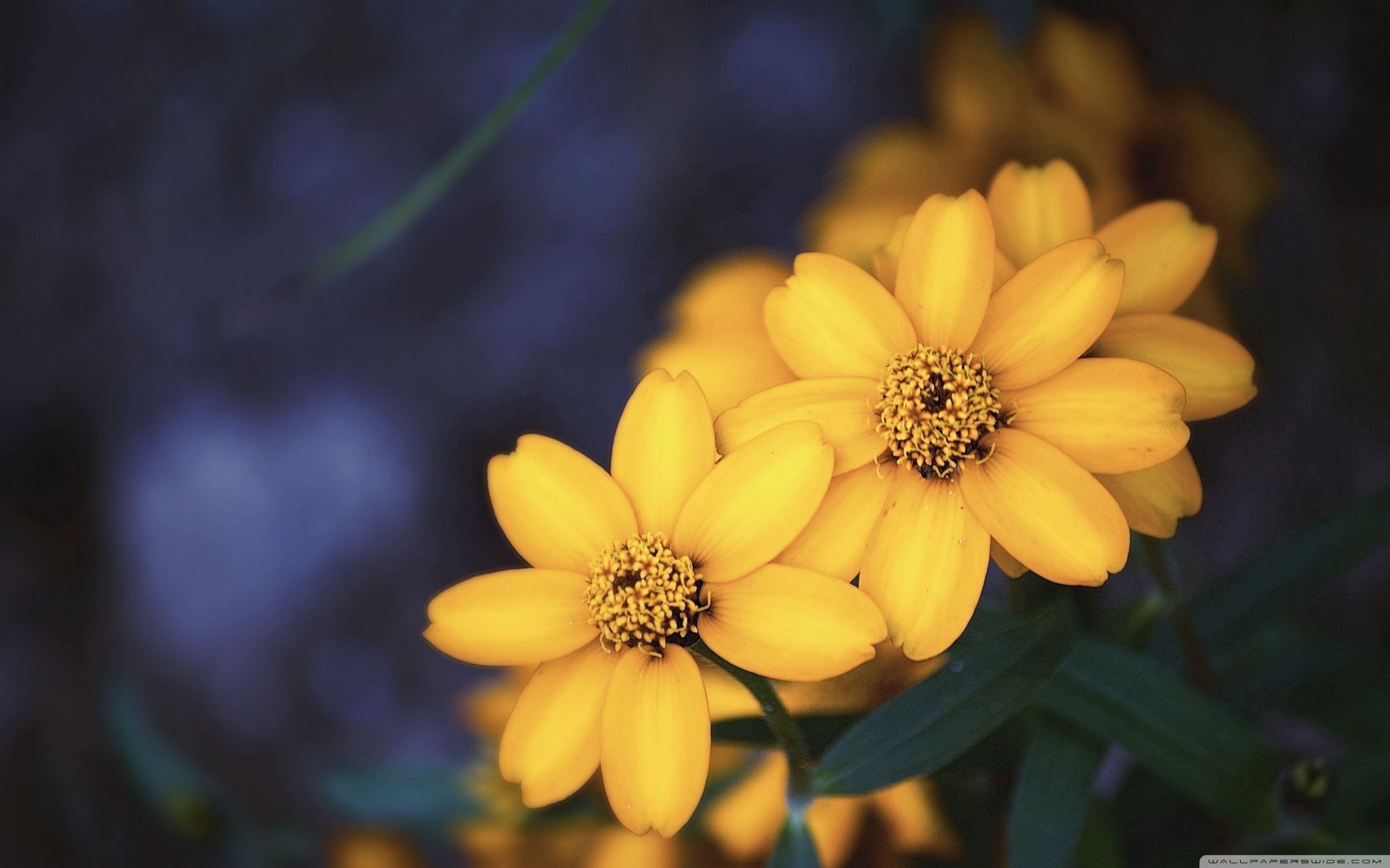 Fiori gialli su sfondo scuro, 2880x1800 2K+, MacBook Pro