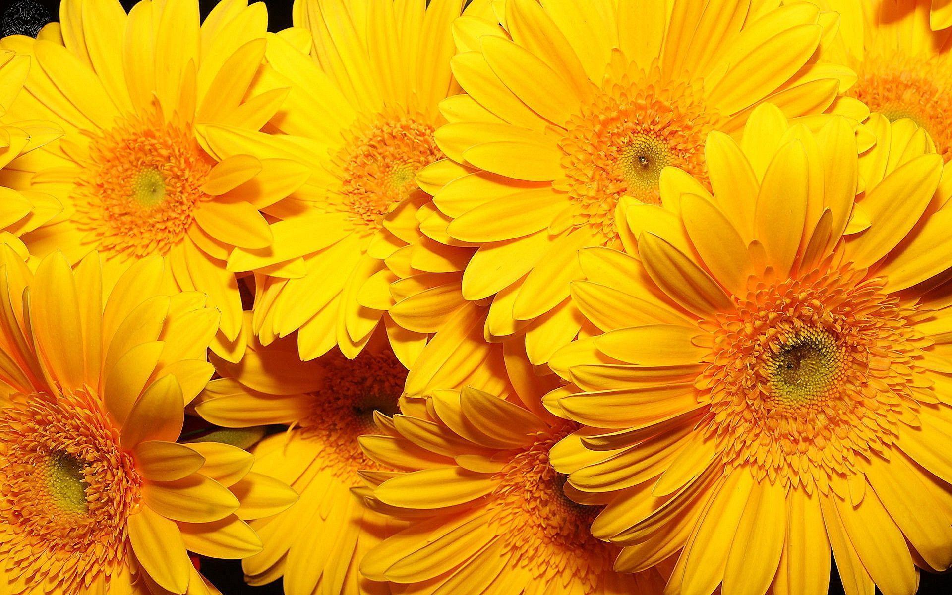 Fiori gerbera gialli, 1920x1200 WUXGA, PC